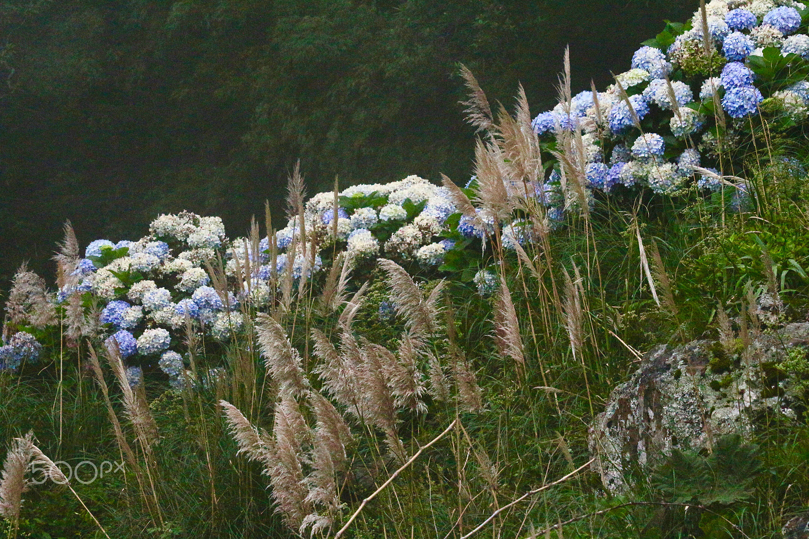 Canon EF 70-300mm F4-5.6 IS USM sample photo. Flowers along the road... photography