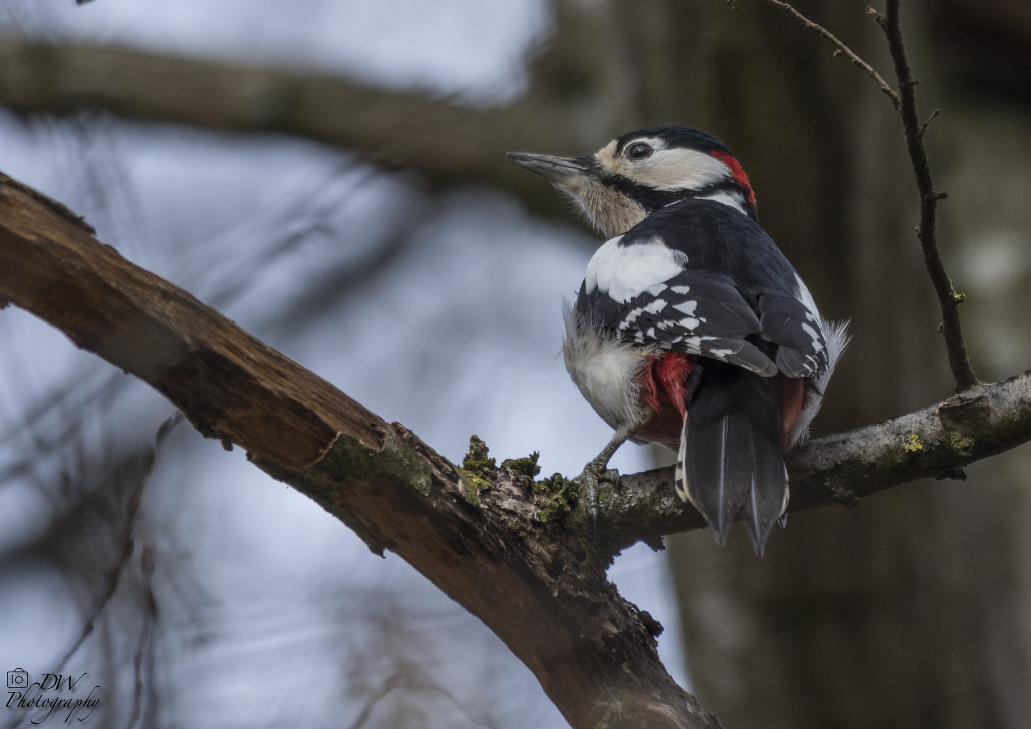 Nikon AF-S Nikkor 200-500mm F5.6E ED VR sample photo. Buntspecht / great spotted woodpecker photography