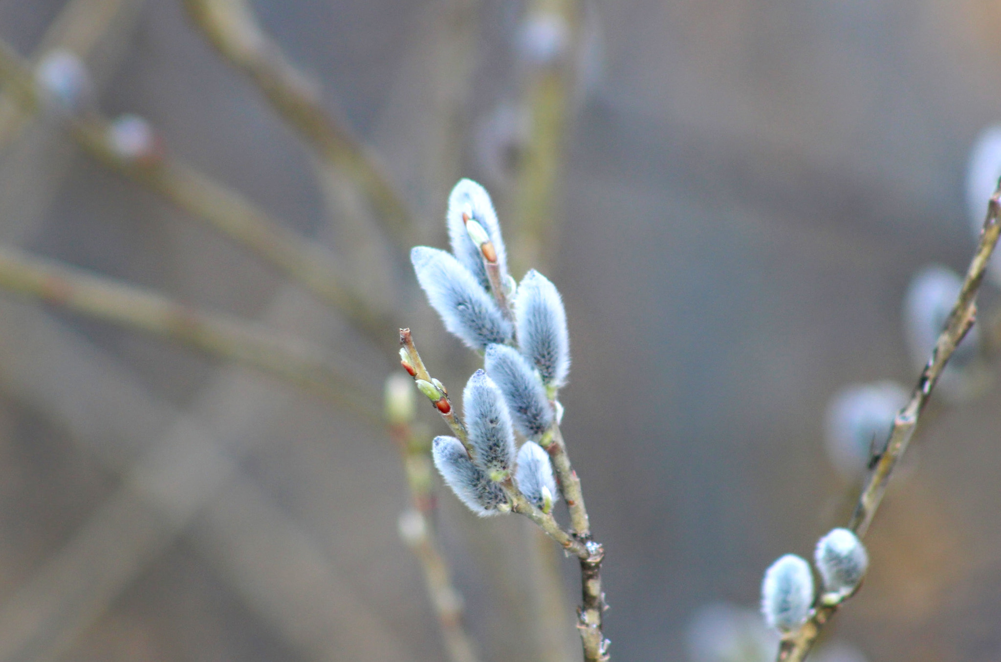 Canon EF 75-300mm f/4-5.6 USM sample photo. 春を待って photography