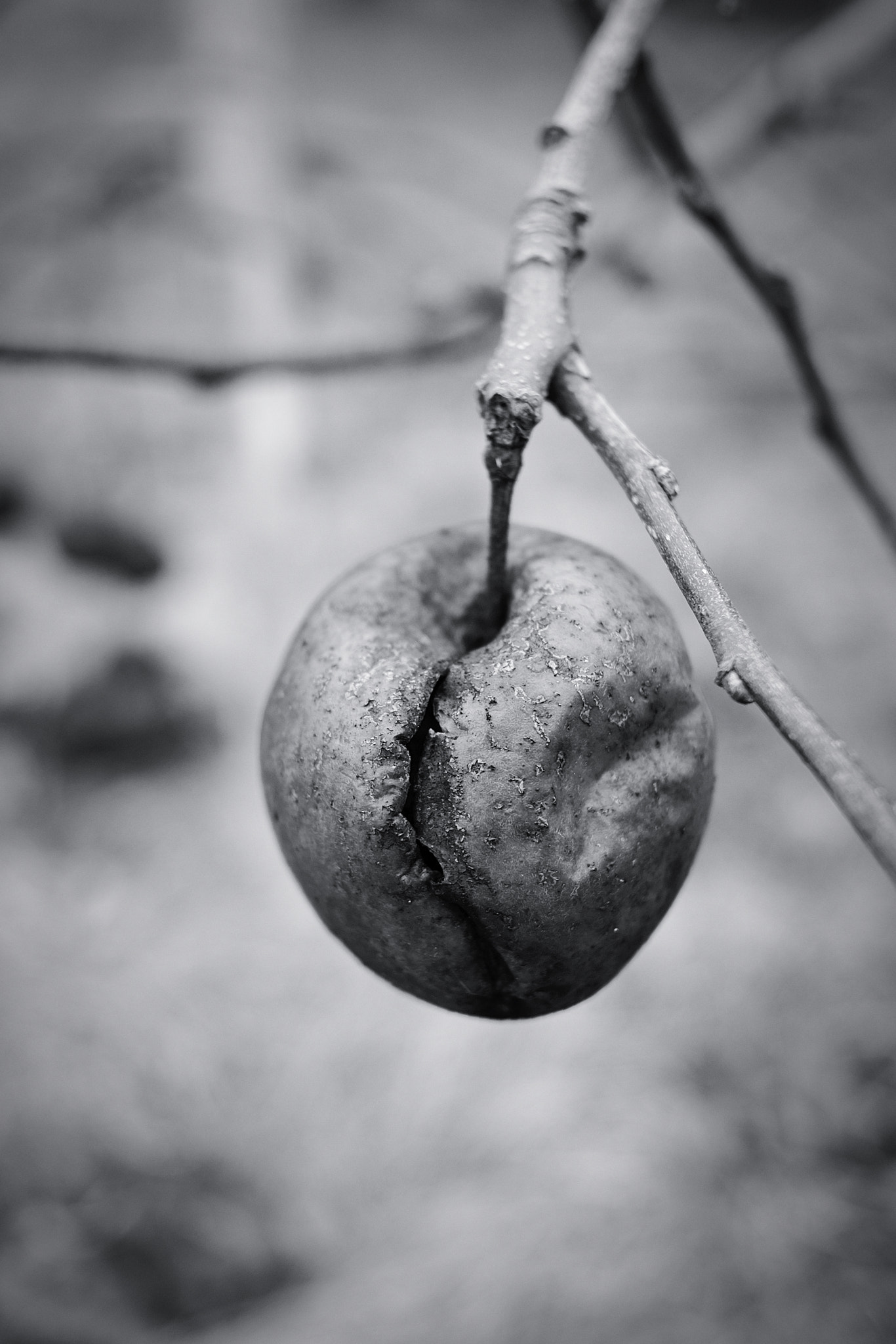 Fujifilm X-Pro1 sample photo. Last years harvest photography