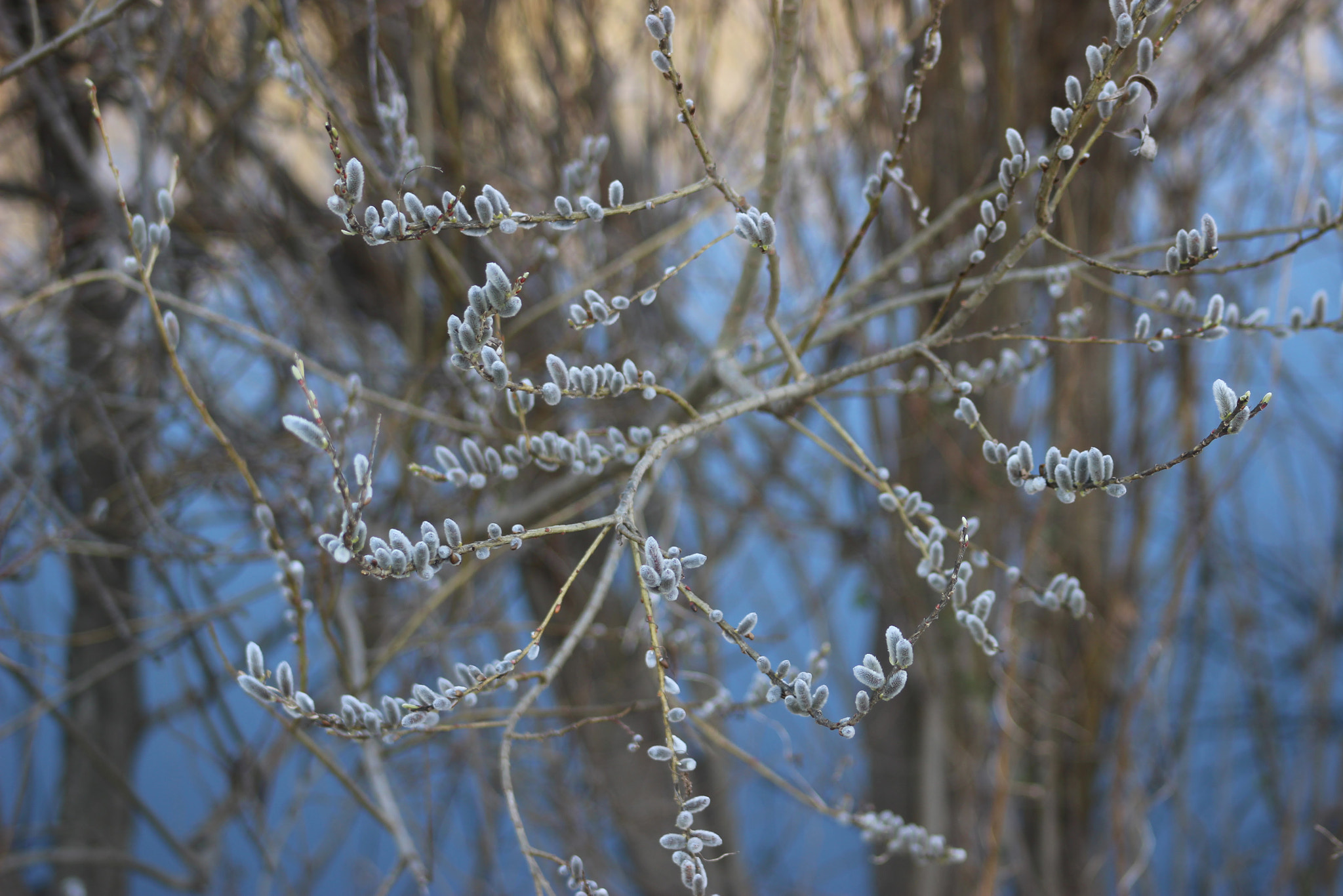 Canon EF 75-300mm f/4-5.6 USM sample photo. ネコヤナギ photography