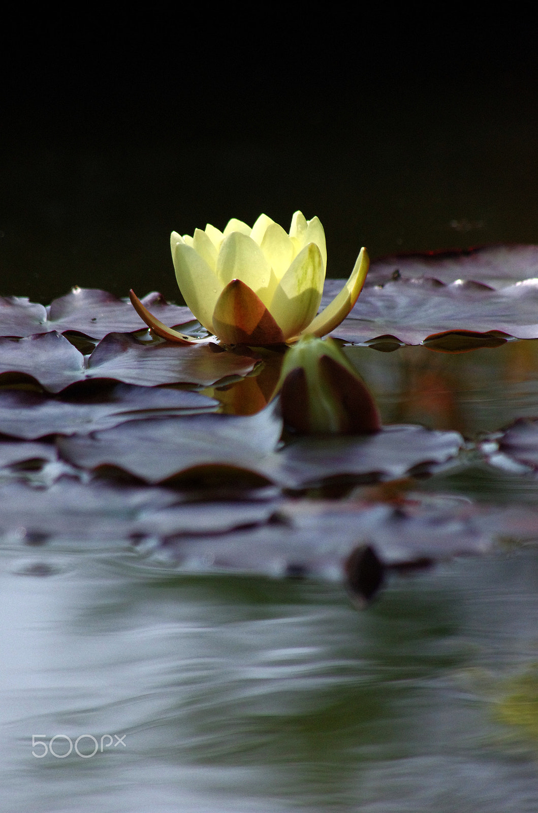 Pentax K-5 sample photo. Water lily photography