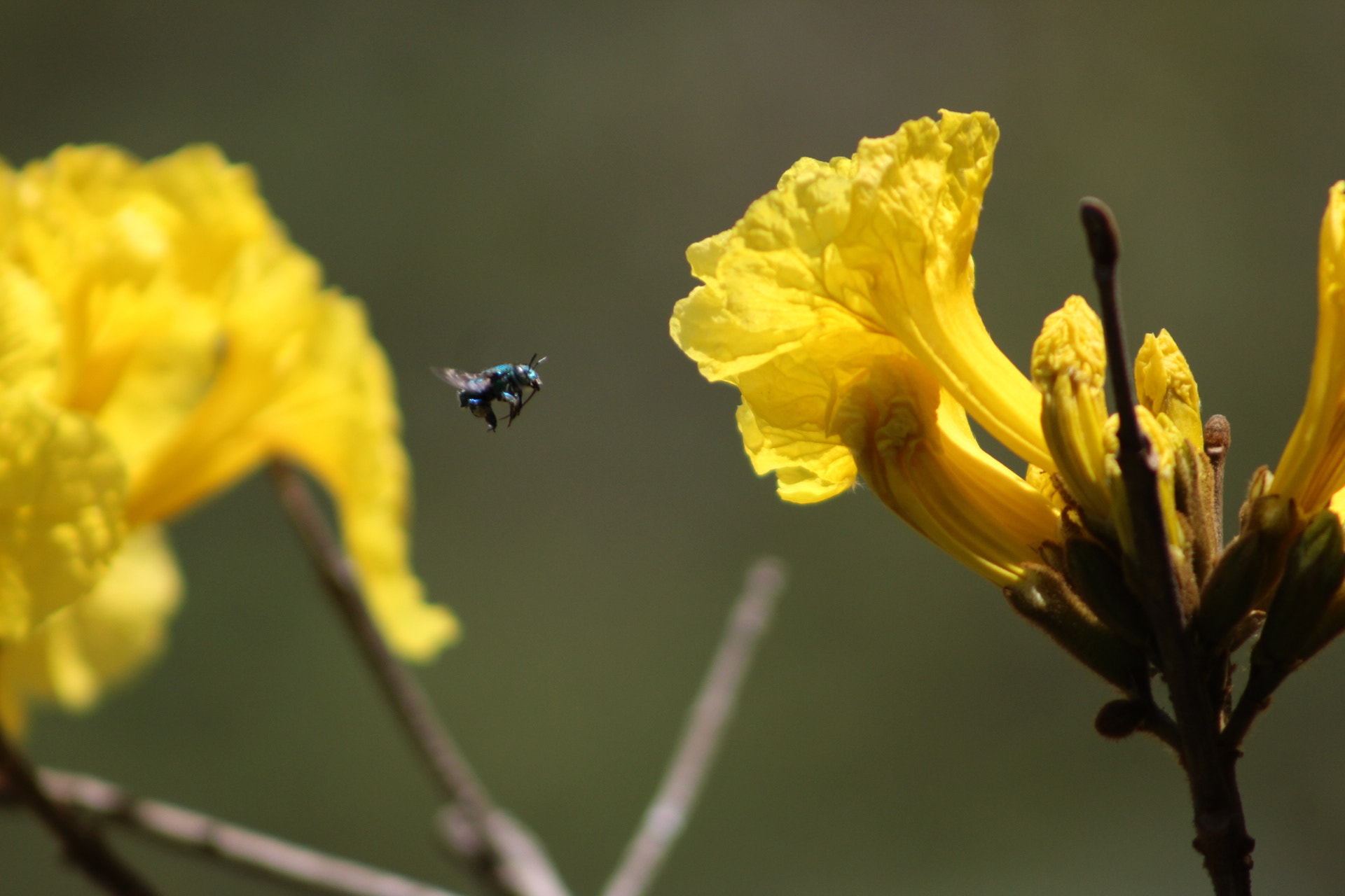 Canon EF 75-300mm f/4-5.6 USM sample photo. Macro_naturaleza photography