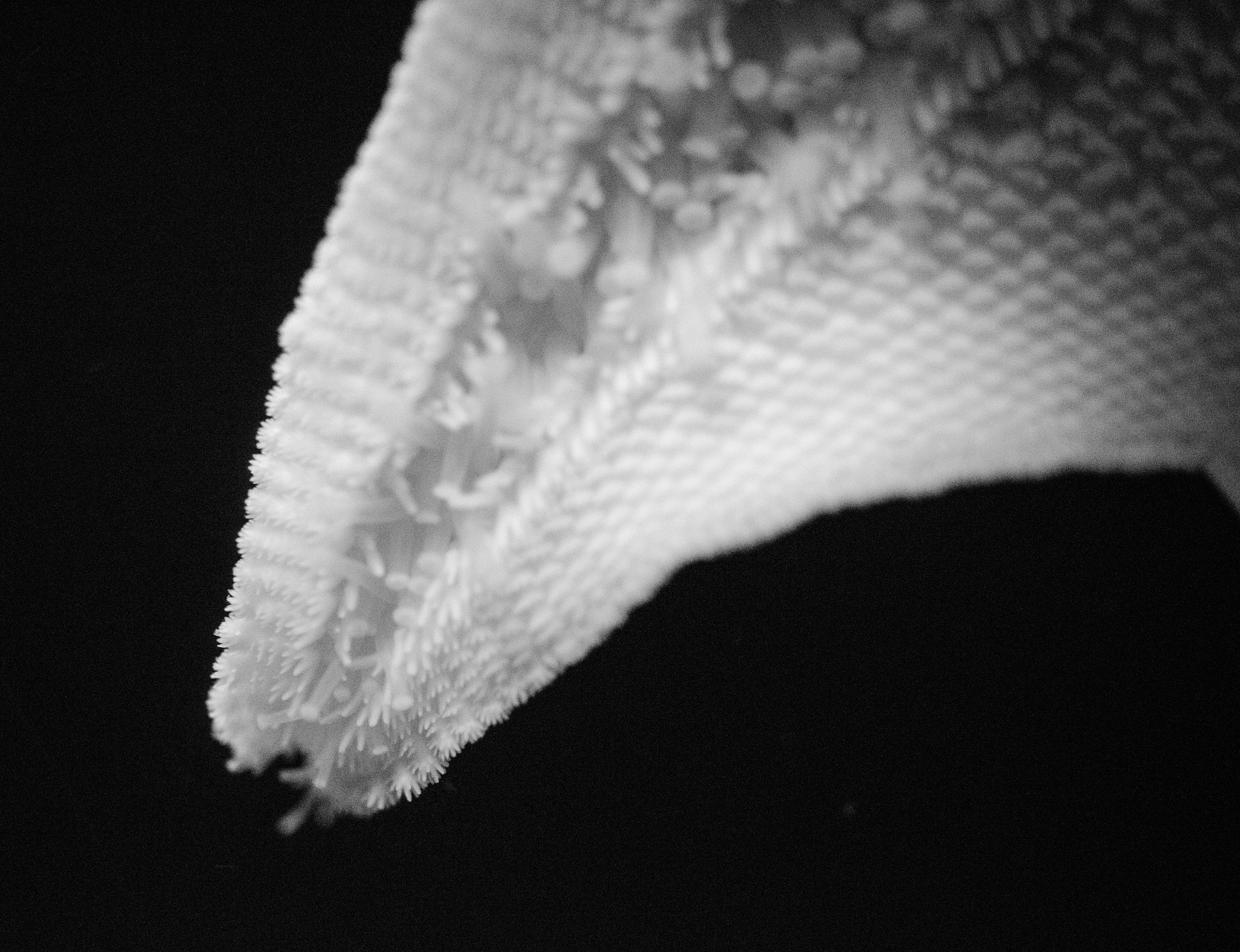 Nikon D5100 + Tamron SP AF 60mm F2 Di II LD IF Macro sample photo. Starfish in black and white photography