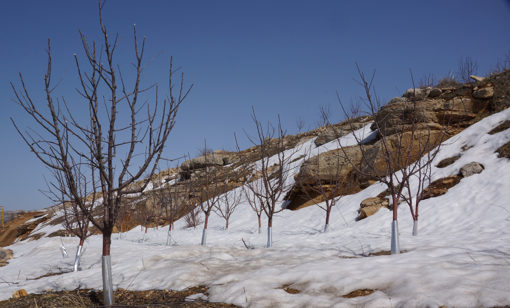 Sony SLT-A65 (SLT-A65V) sample photo