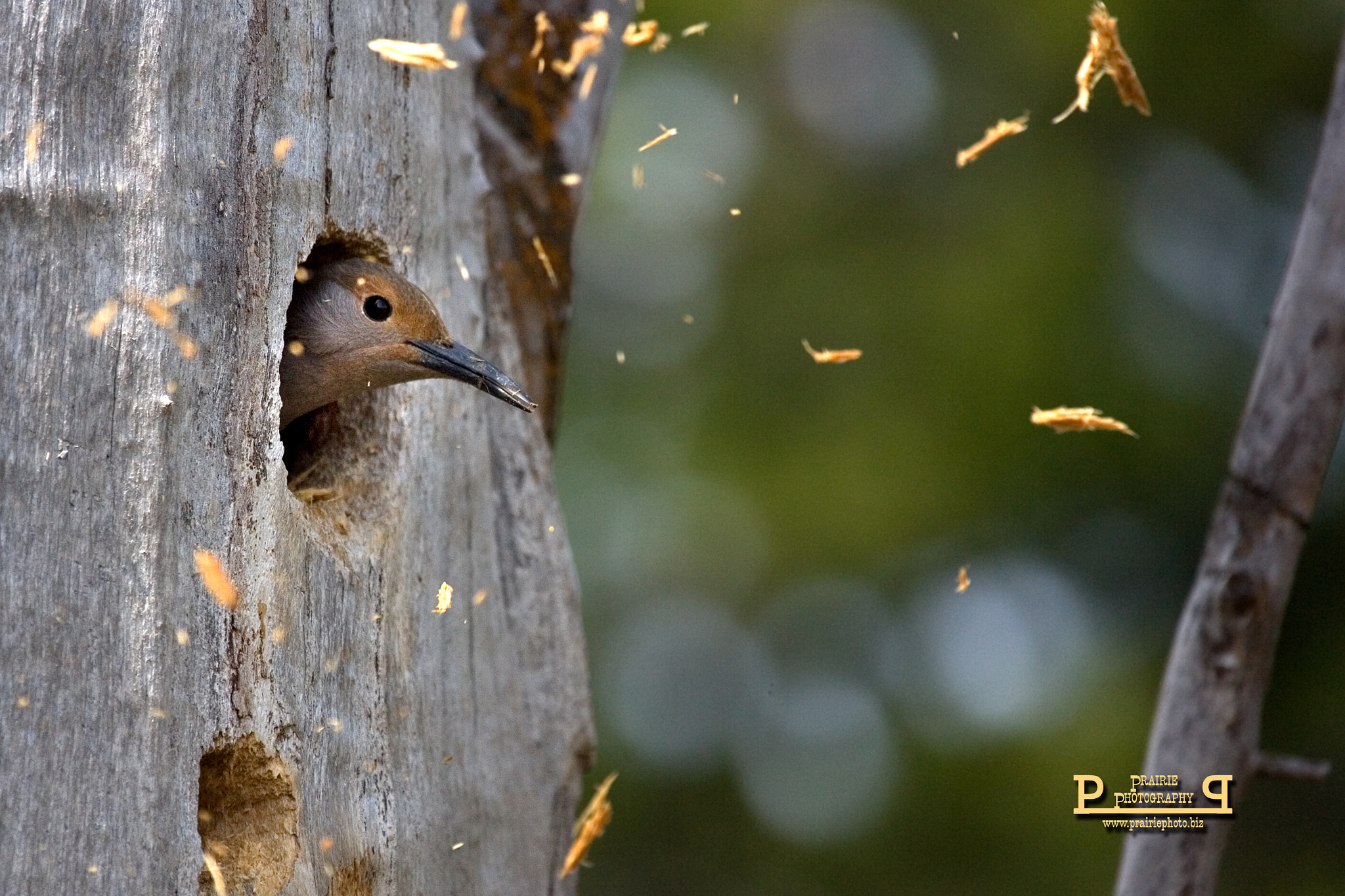 Canon EOS-1D Mark II N + Canon EF 100-400mm F4.5-5.6L IS USM sample photo. Flicker excavating its nest cavity. photography