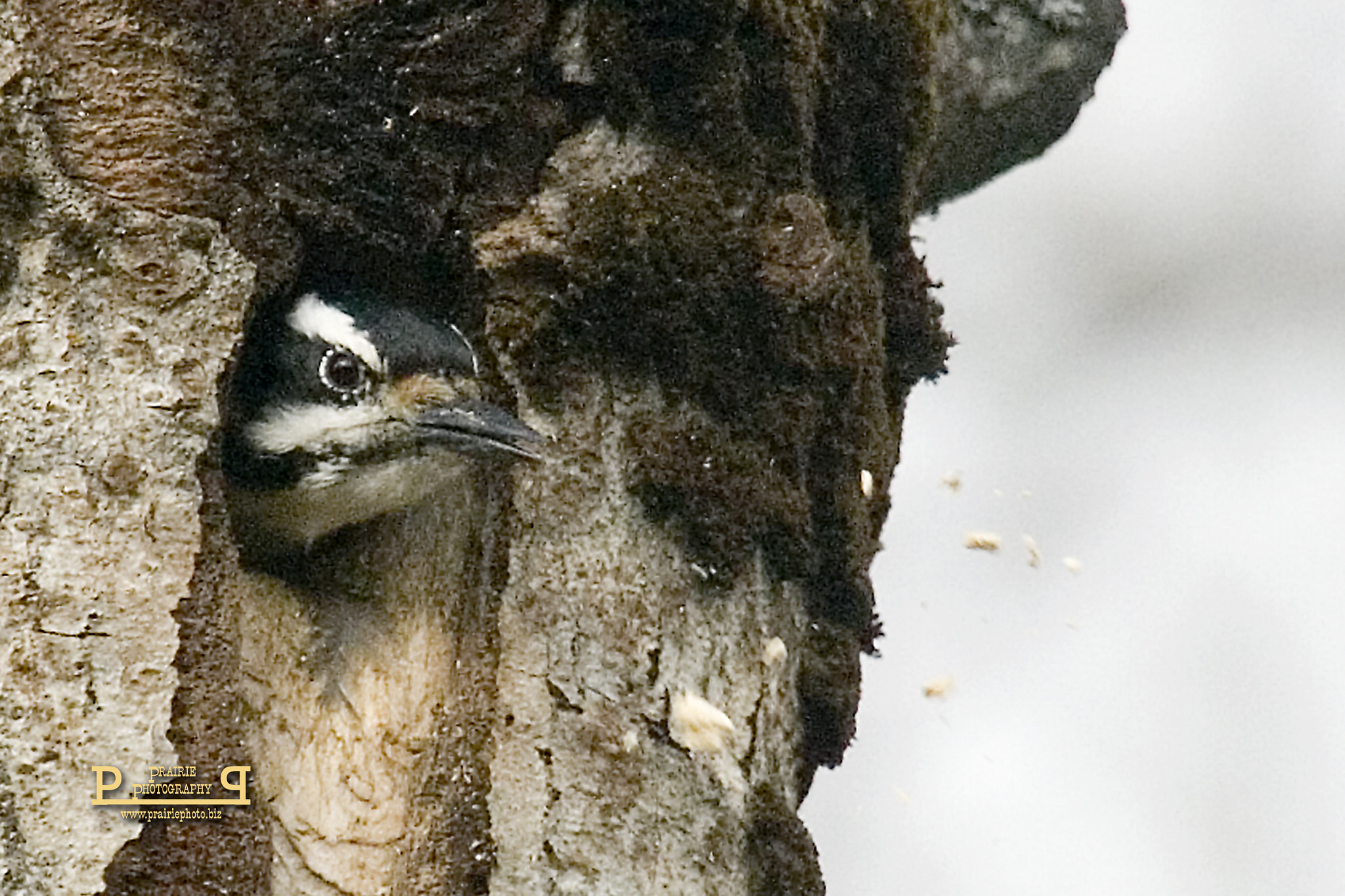 Canon EOS-1D Mark II N sample photo. Hairy woodpecker chips photography