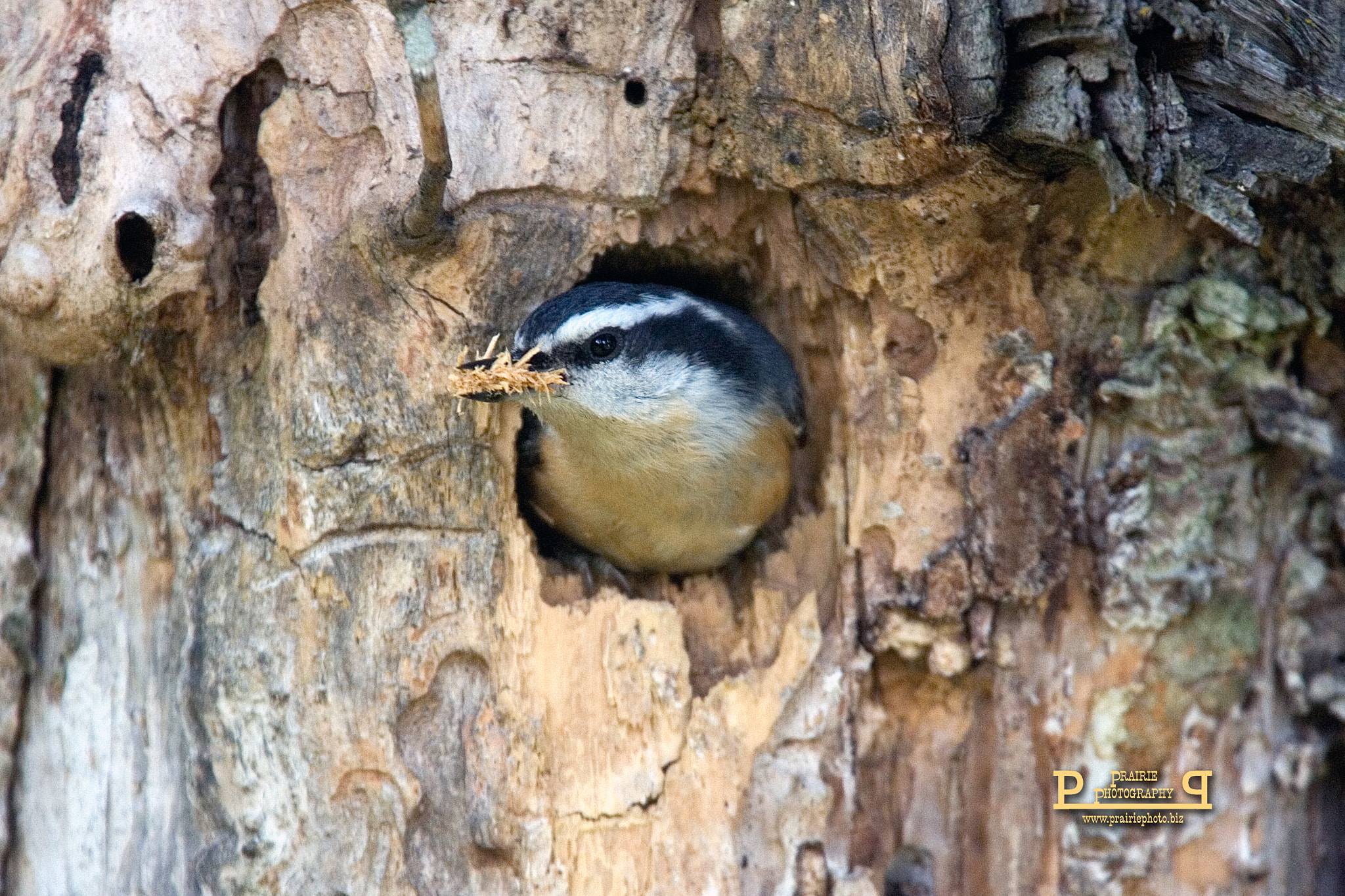 Canon EF 100-400mm F4.5-5.6L IS USM sample photo. Red-breasted nuthatch chips photography