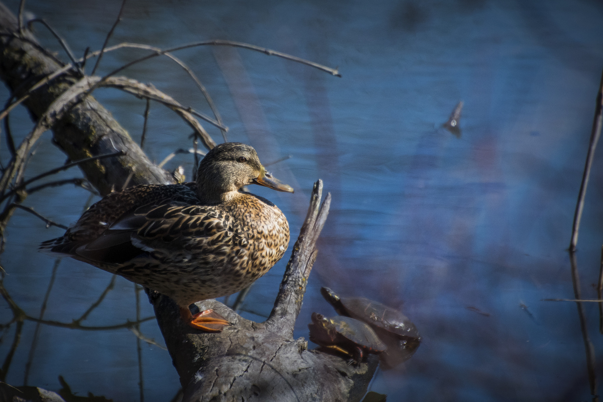 Nikon D500 sample photo. Duck on a log. windsor, on. photography