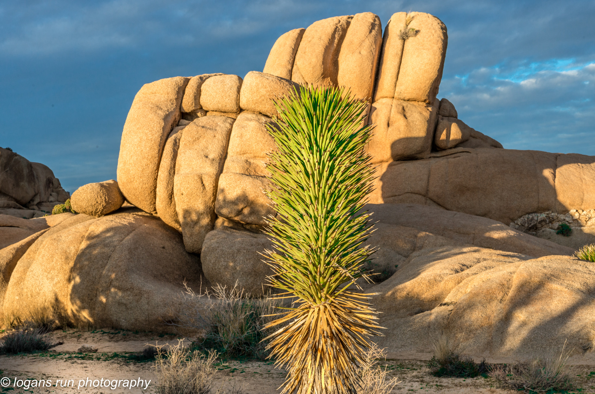 Nikon D800E + Nikon AF Micro-Nikkor 60mm F2.8D sample photo. Sunset golden hour in the california desert.....joshua tree national park photography