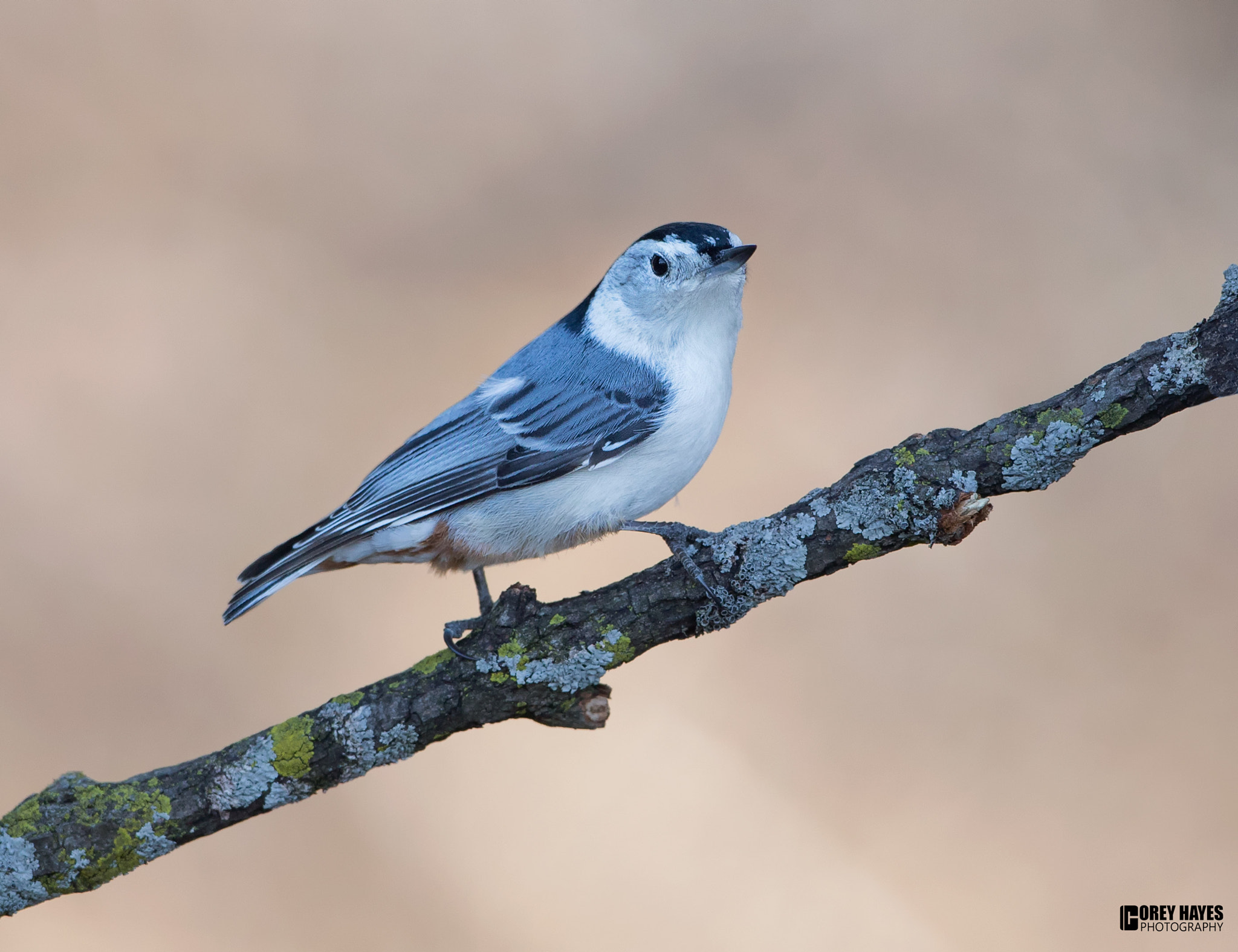 Canon EOS-1D X + Canon EF 500mm F4L IS USM sample photo. White breasted nuthatch photography