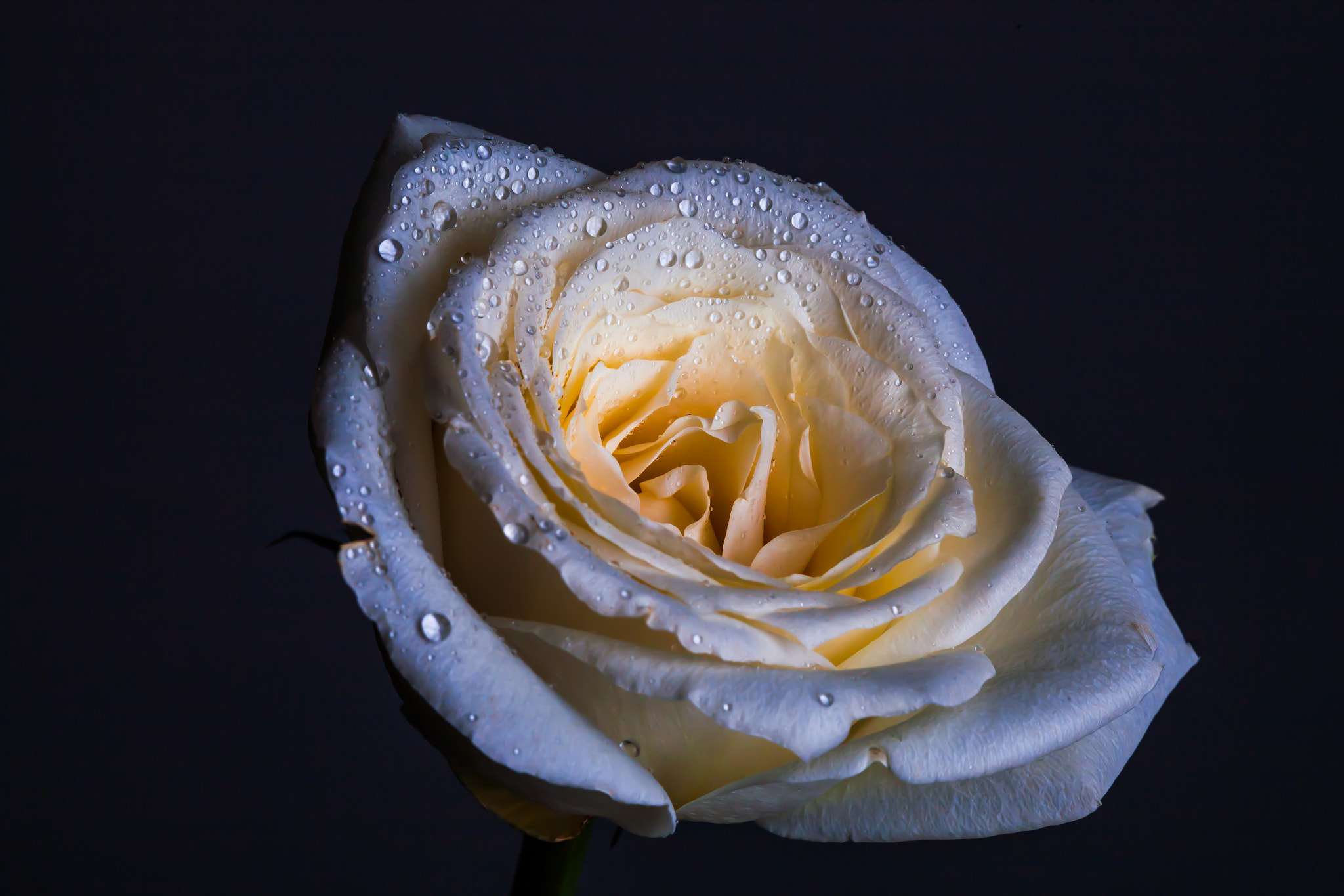 Canon EF 100mm F2.8 Macro USM sample photo. Rose photography