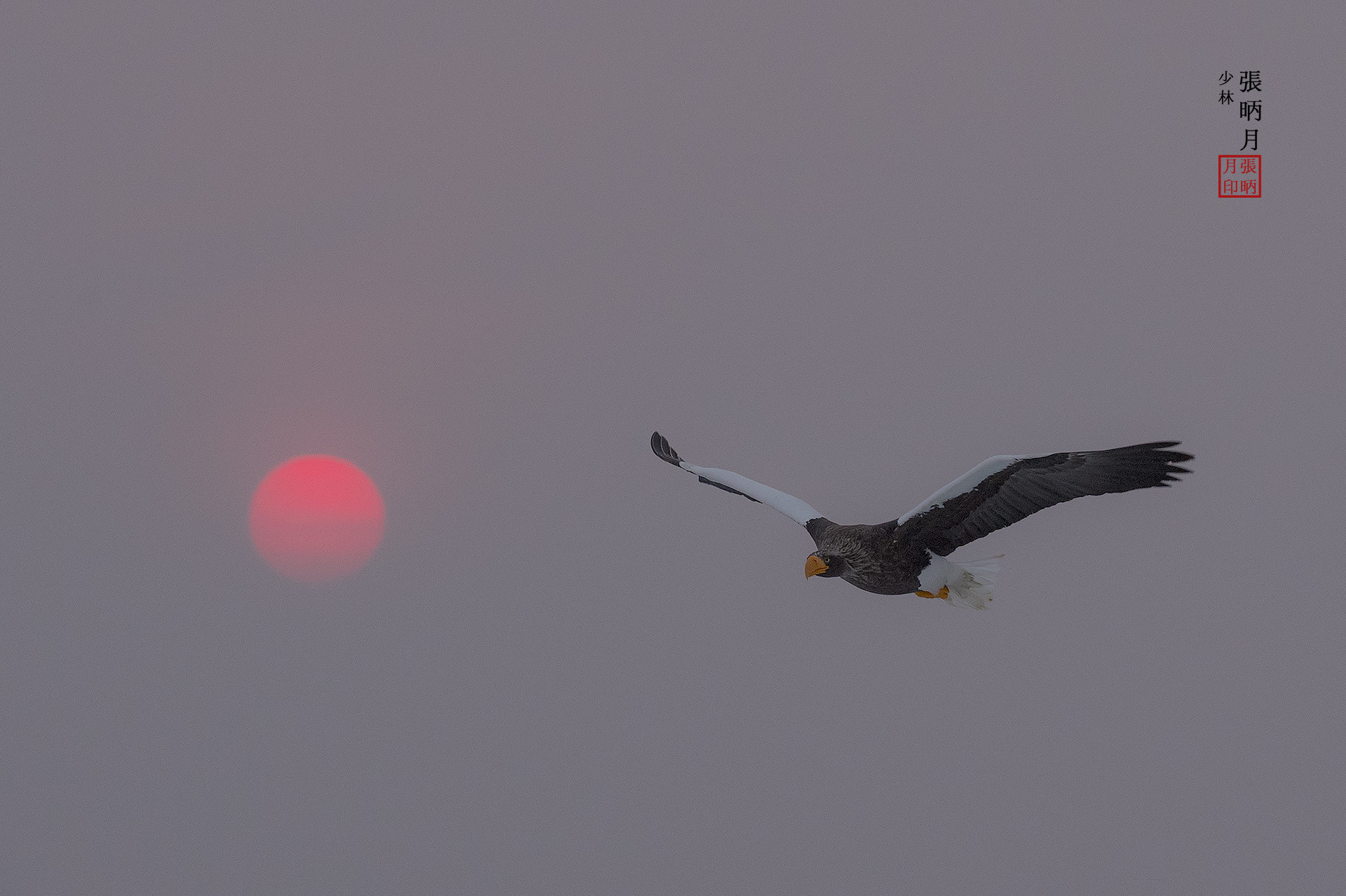 Nikon D5 + Nikon AF-S Nikkor 200-400mm F4G ED VR II sample photo. In the early dawn[morning]~~~ photography