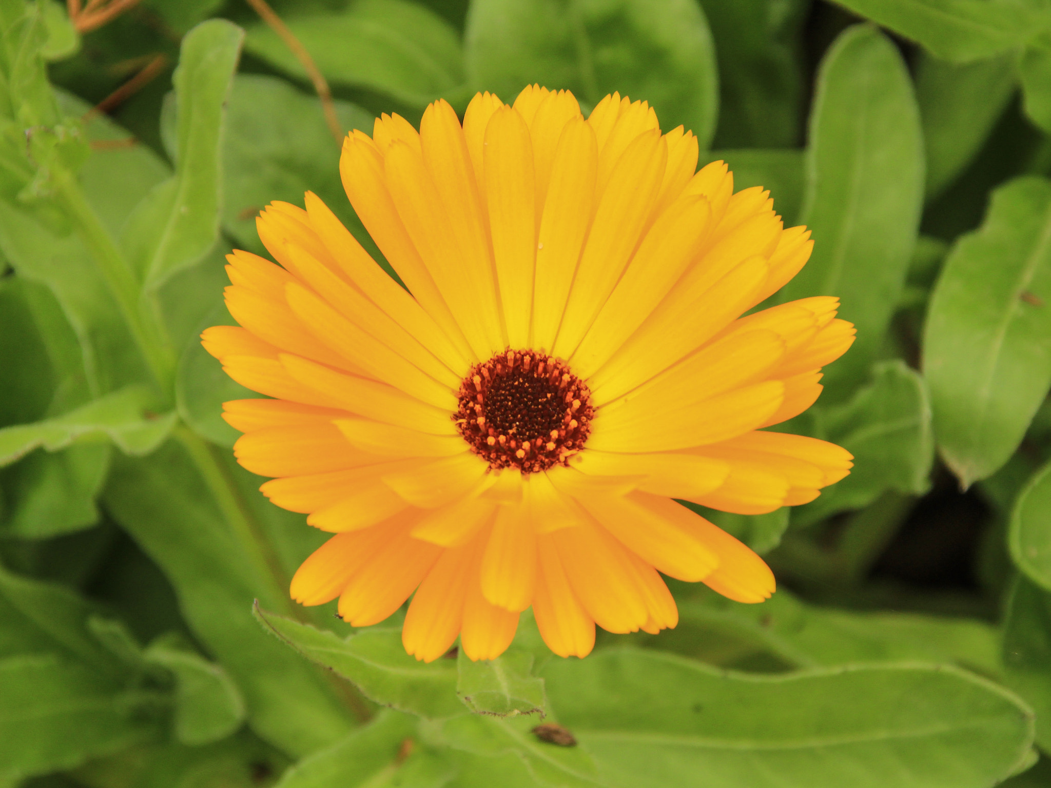Canon TS-E 90mm F2.8 Tilt-Shift sample photo. Power of the flower photography