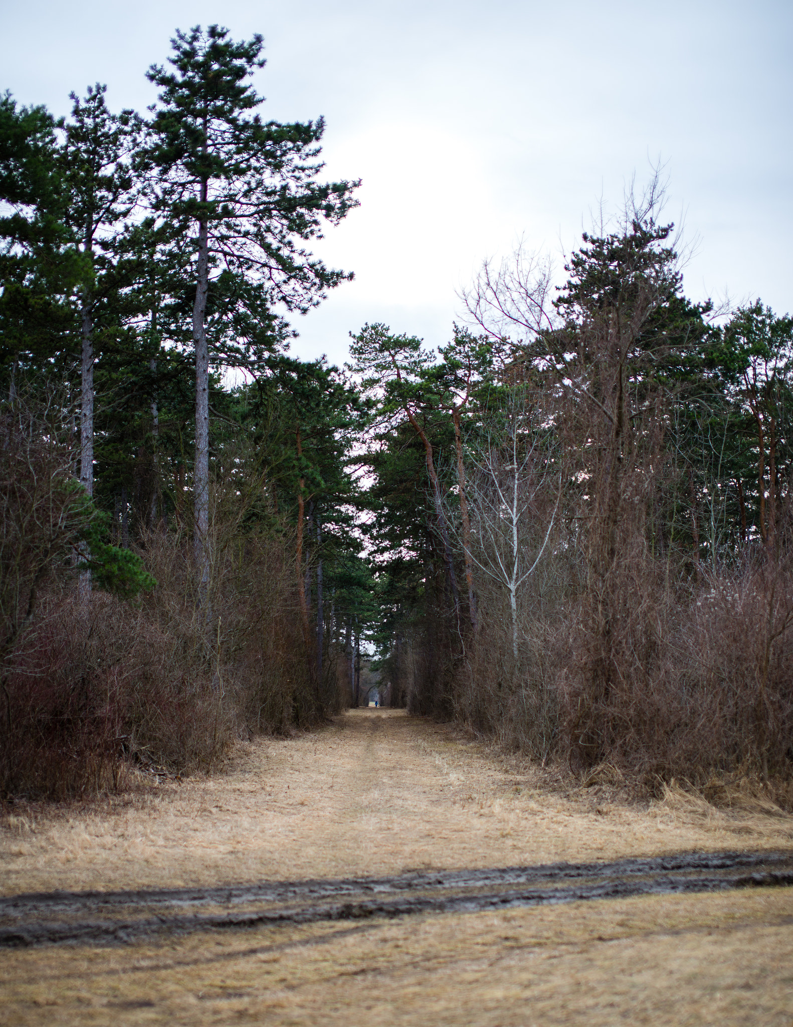 Nikon D610 + Sigma 50mm F1.4 EX DG HSM sample photo. Gasleitung lobau photography