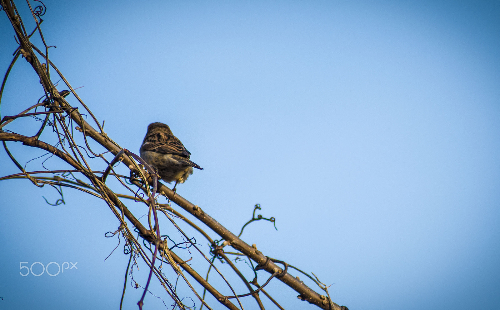 Nikon D7200 + Tamron SP 70-300mm F4-5.6 Di VC USD sample photo. Solitary bird photography