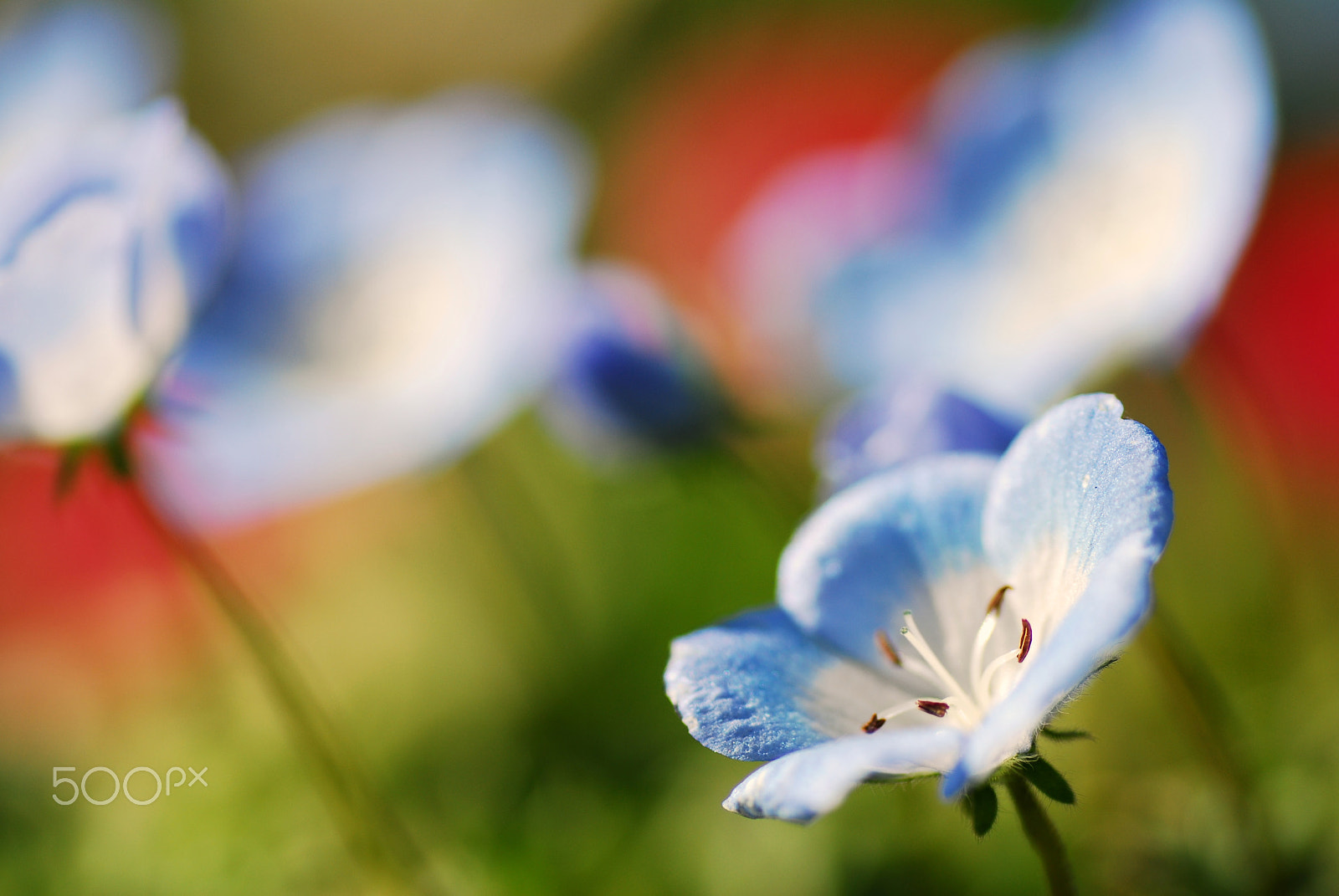 Nikon D200 sample photo. Sunny day in the park photography