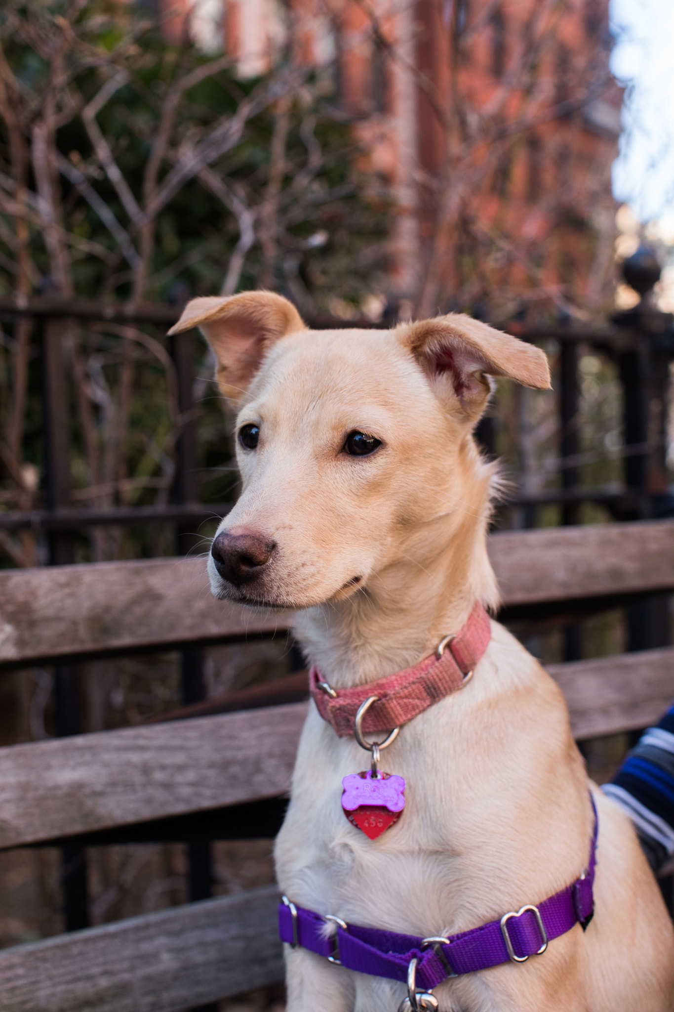 Canon EF 50mm F1.2L USM sample photo. Roo photography