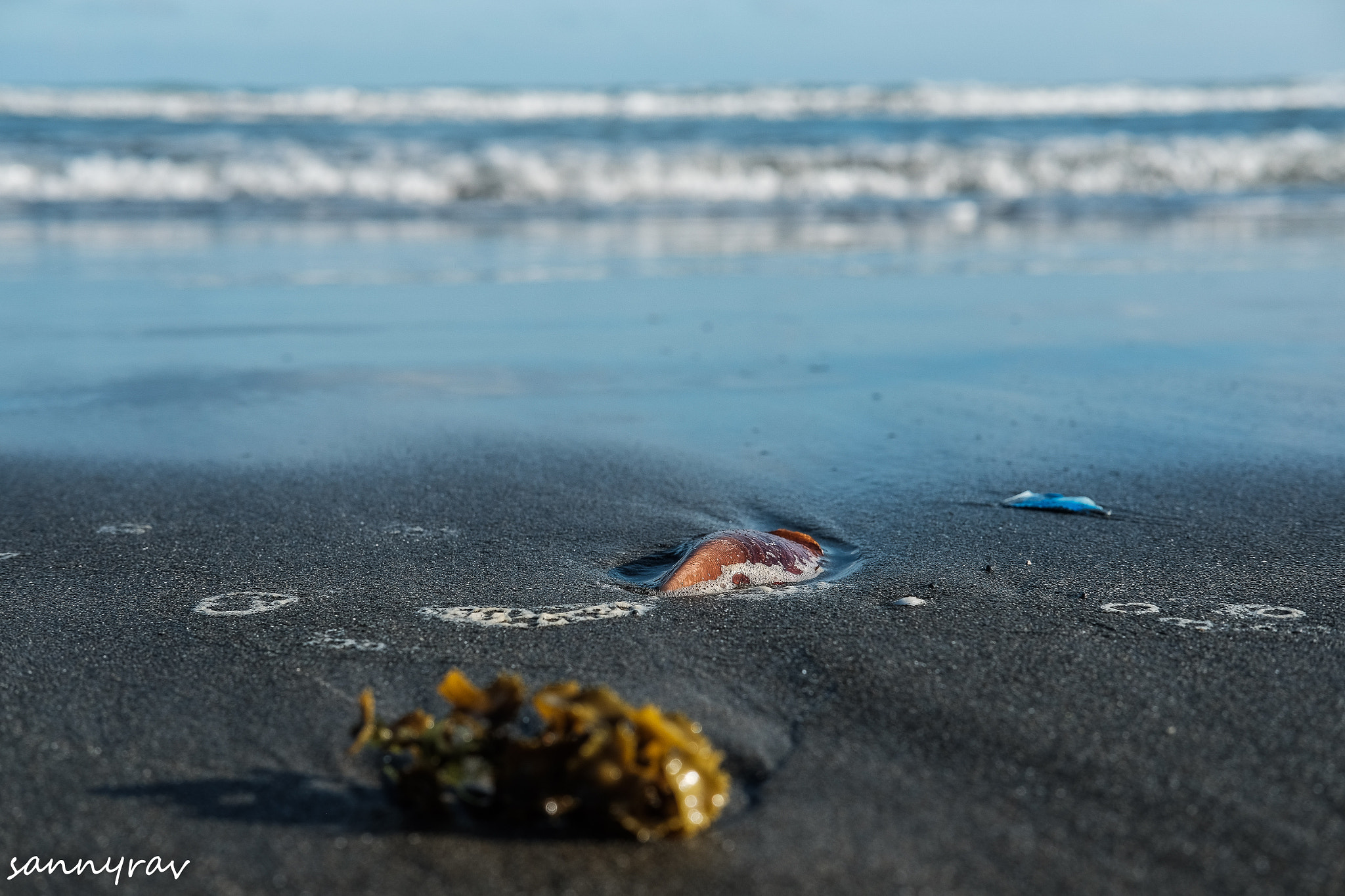 Fujifilm X-T10 + Fujifilm XF 35mm F2 R WR sample photo. Shell photography