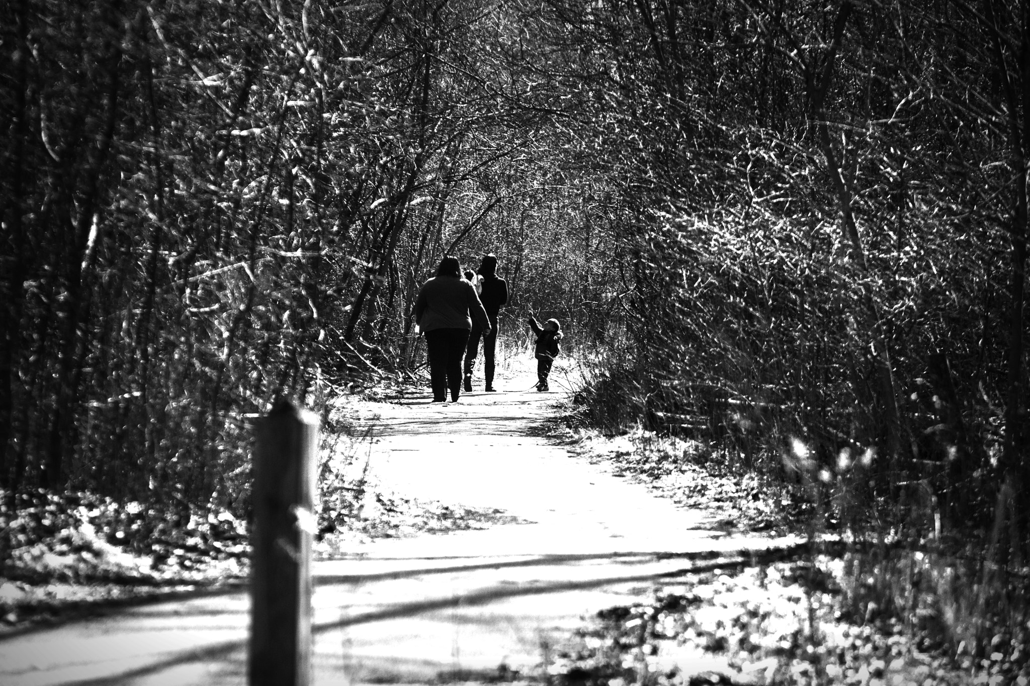 Nikon D500 sample photo. A walk in the park. windsor, on. photography