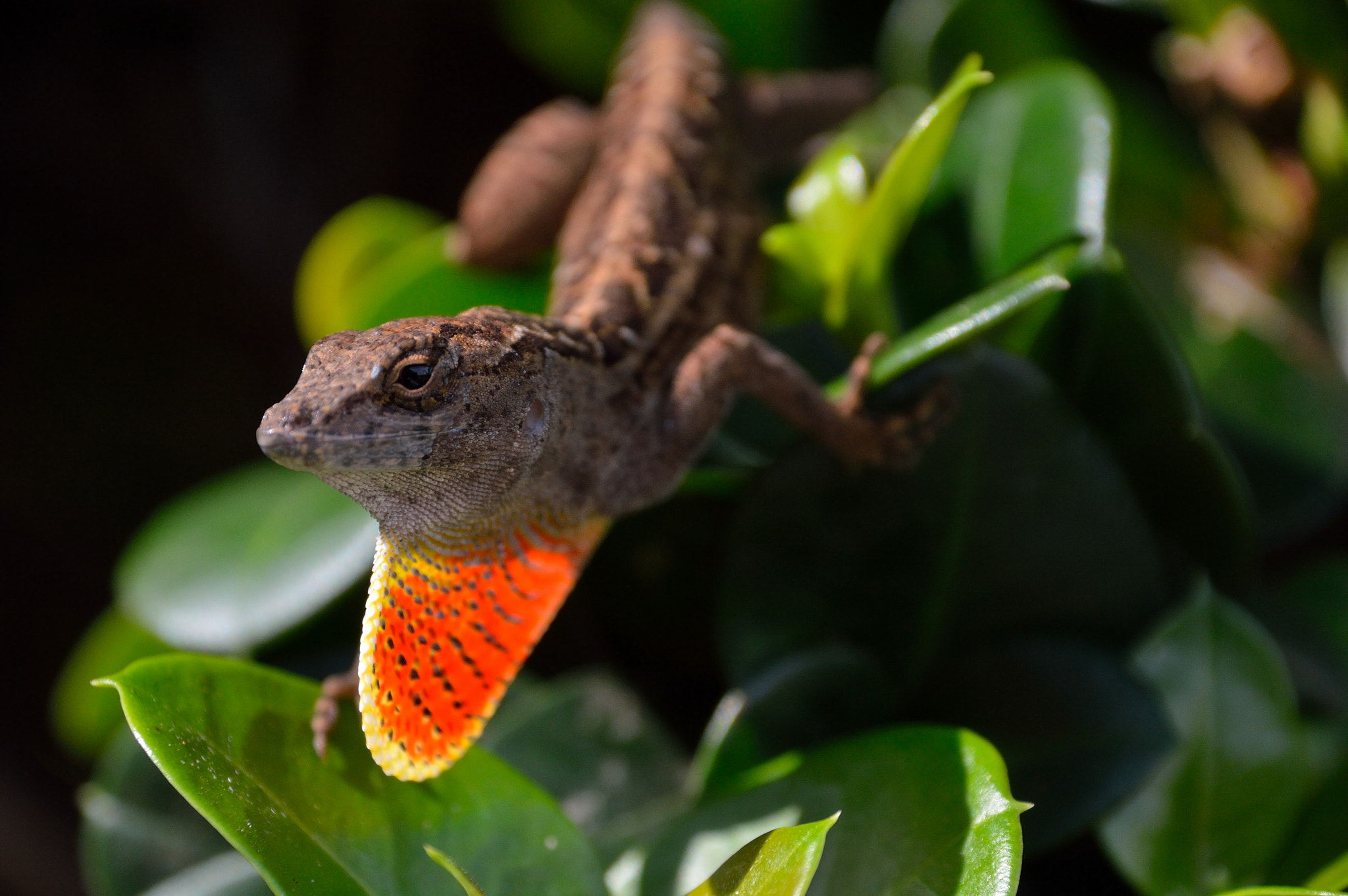 Nikon D3200 sample photo. Lizard in maui photography