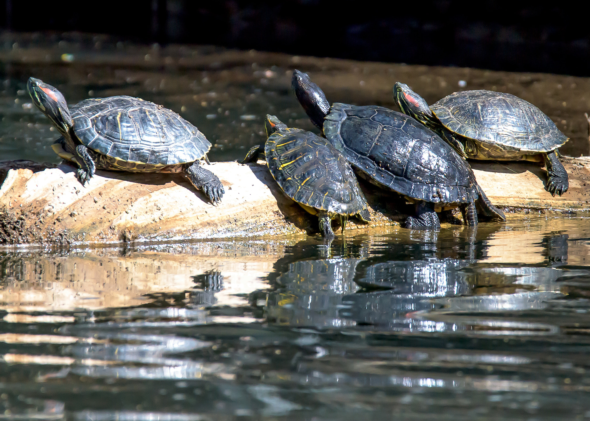 Nikon D810 + Tamron SP 150-600mm F5-6.3 Di VC USD sample photo. Turtles hanging out photography