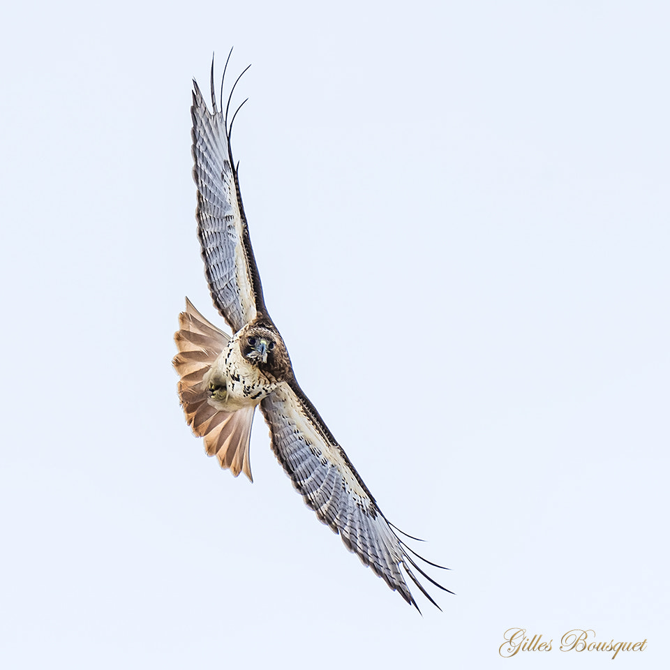 Nikon D810 + Nikon AF-S Nikkor 400mm F2.8G ED VR II sample photo. Red-tailed hawk_buse à queue rousse photography