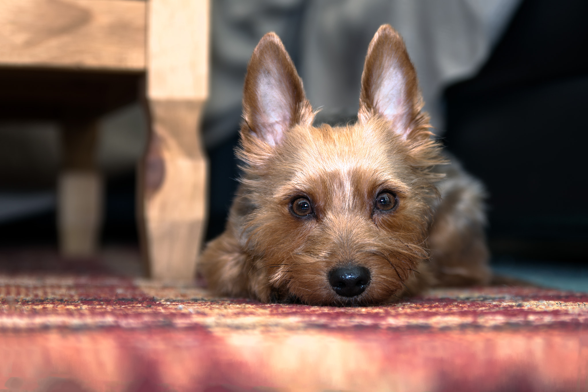 Tamron SP 24-70mm F2.8 Di VC USD sample photo. Jack the yorkie photography