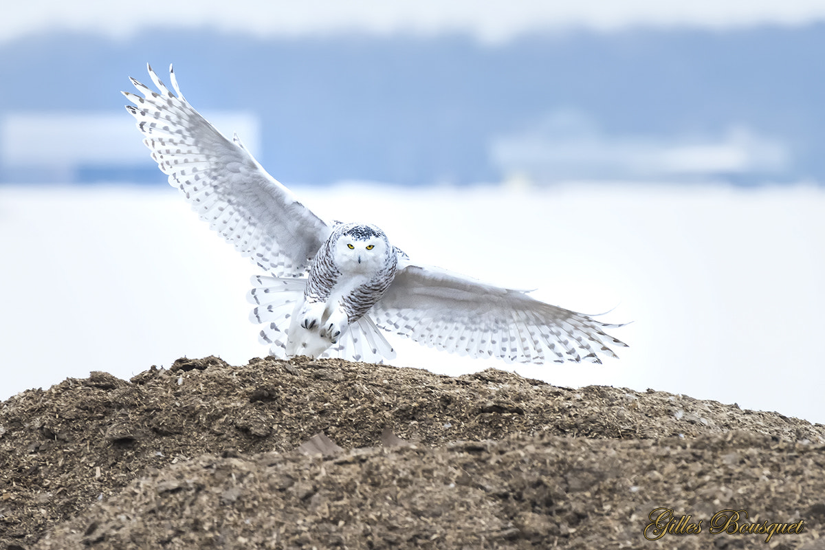 Nikon AF-S Nikkor 400mm F2.8G ED VR II sample photo. Snowy owl_harfang des neiges-femelle photography
