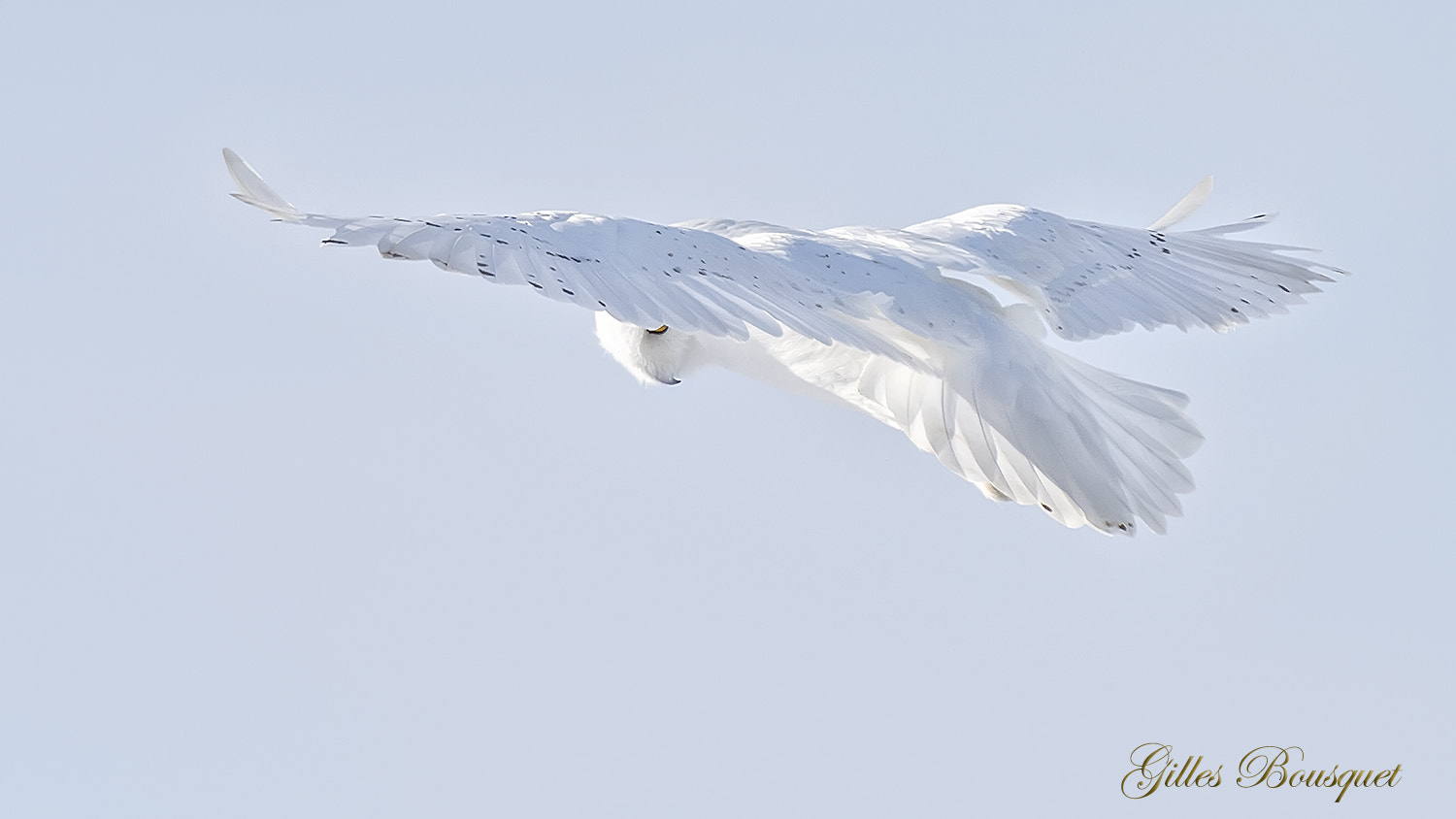 Nikon D810 + Nikon AF-S Nikkor 400mm F2.8G ED VR II sample photo. Snowy owl_male/harfang des neiges-mâle photography