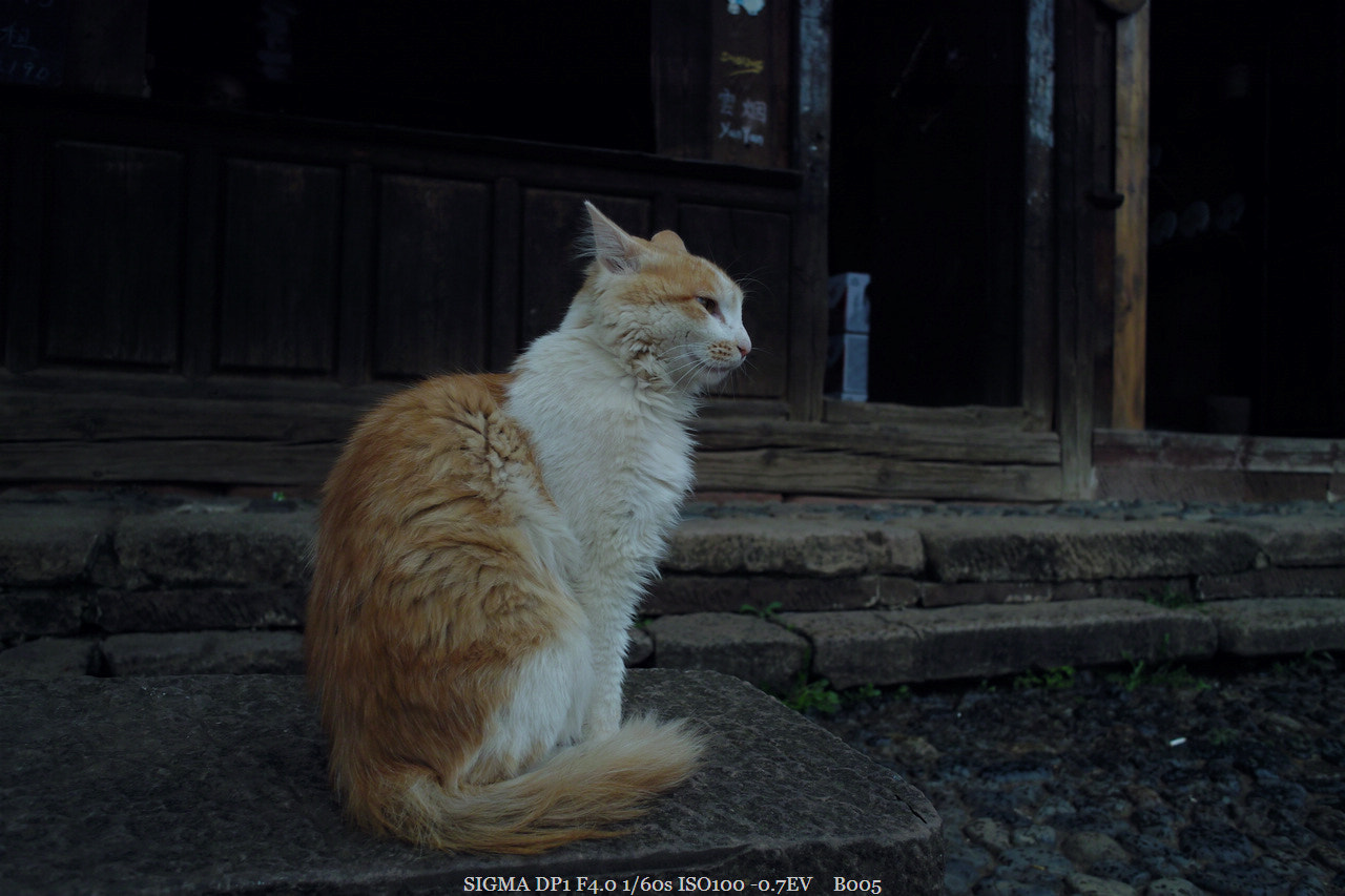 Sigma DP1 sample photo. The cat in shaxi photography