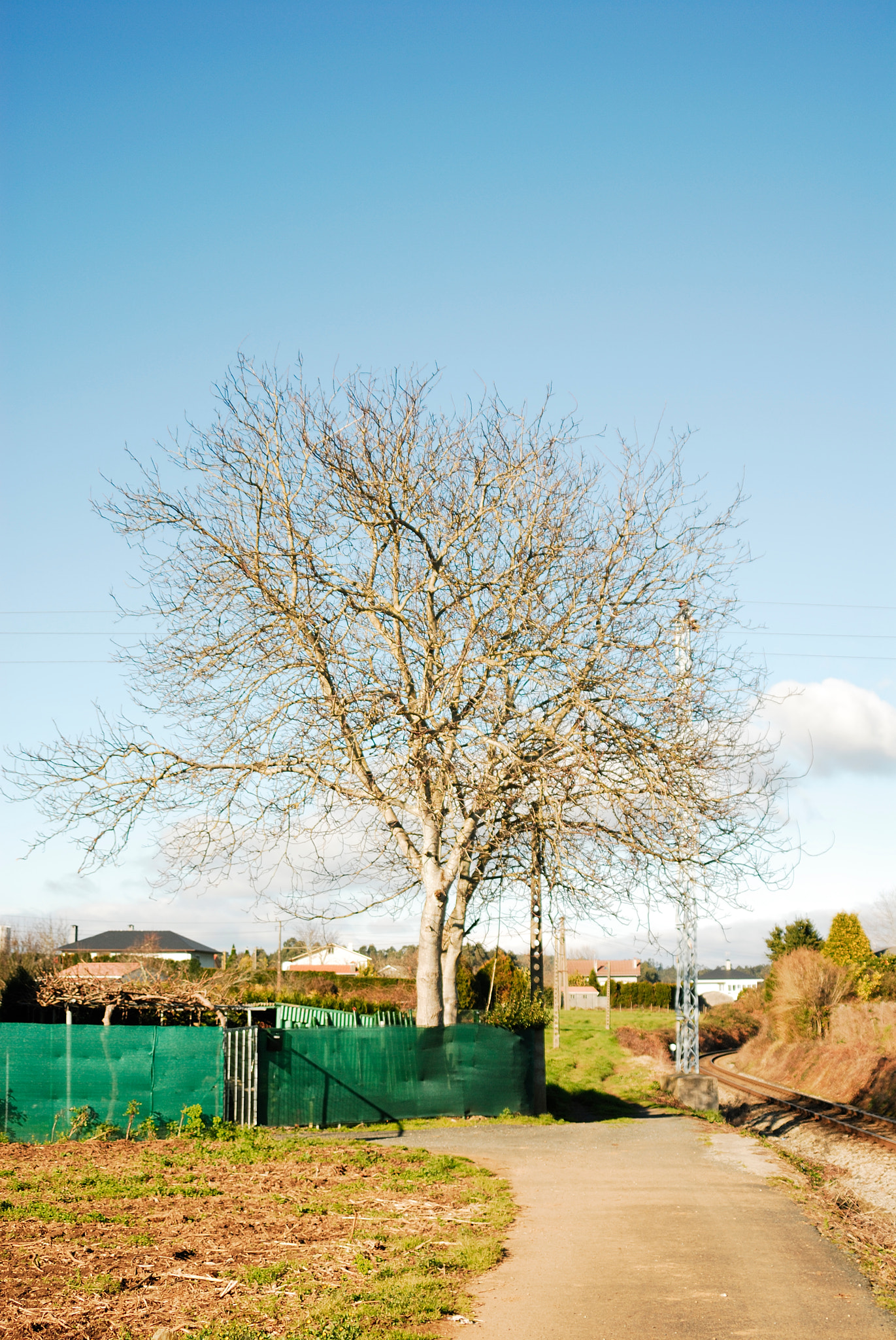 Nikon D200 sample photo. Árbol rural photography