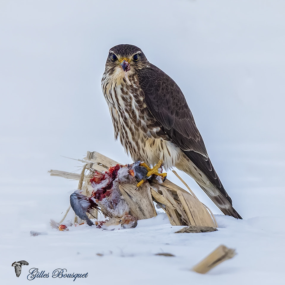 Nikon AF-S Nikkor 400mm F2.8G ED VR II sample photo. Merlin_faucon émerillon photography