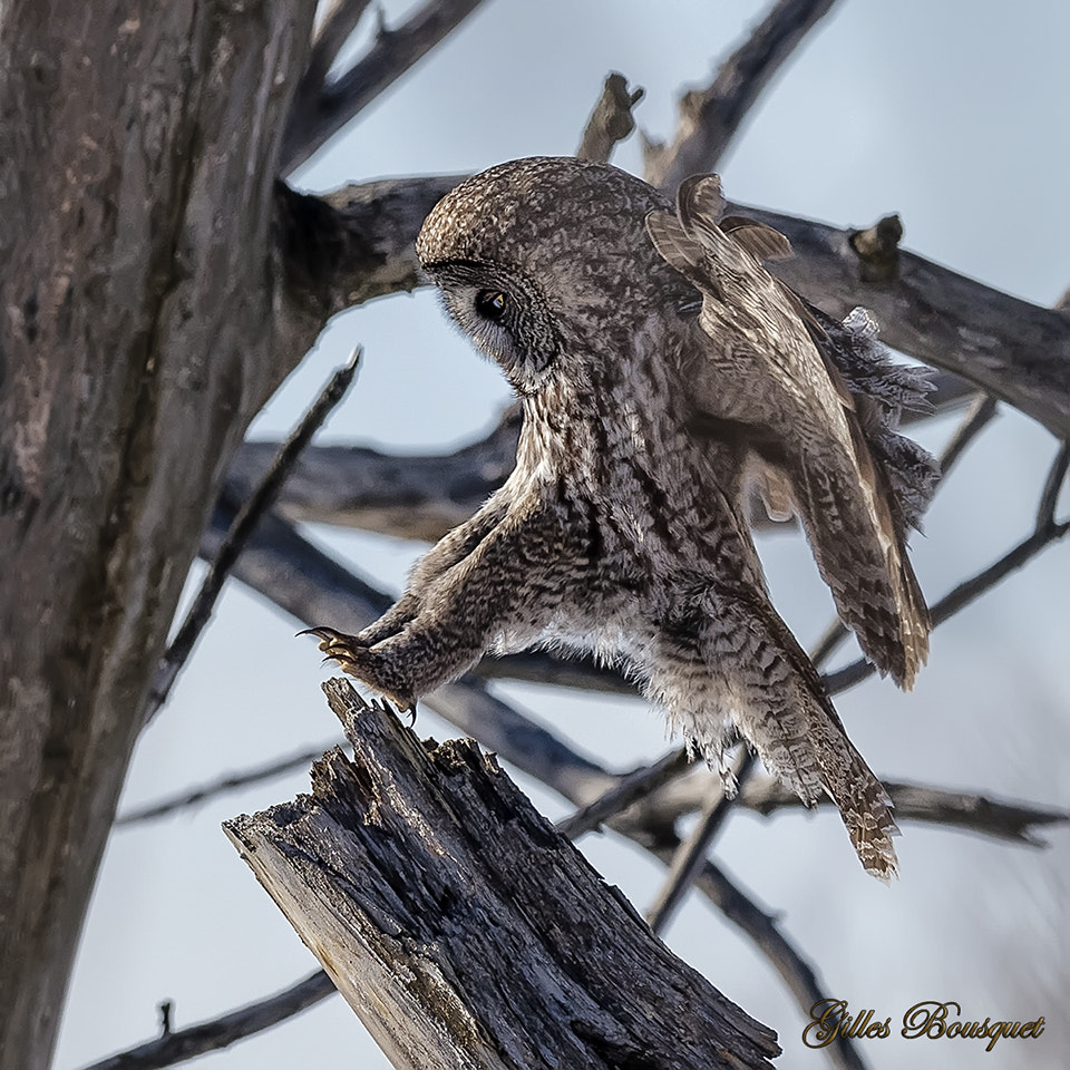 Nikon D810 + Nikon AF-S Nikkor 400mm F2.8G ED VR II sample photo. Great grey owl/chouette lapone photography