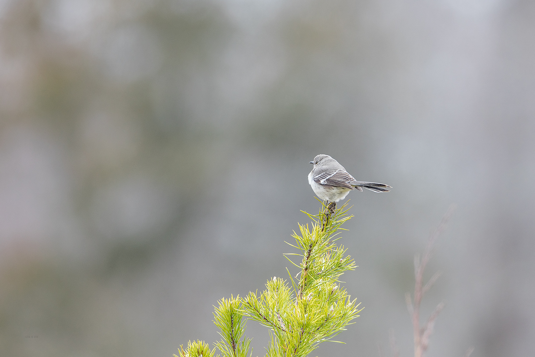 Canon EF 400mm F2.8L IS II USM sample photo. Tweety va photography