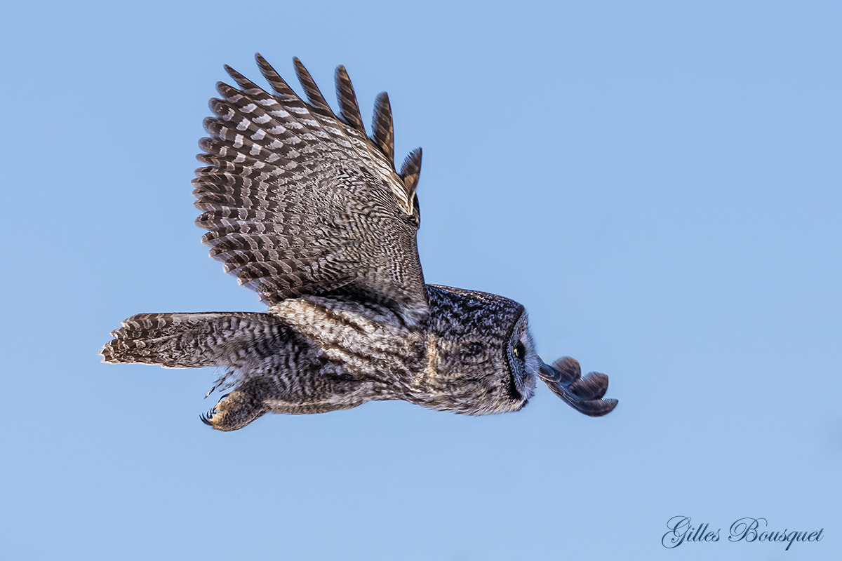 Nikon AF-S Nikkor 400mm F2.8G ED VR II sample photo. Great grey owl/chouette lapone photography