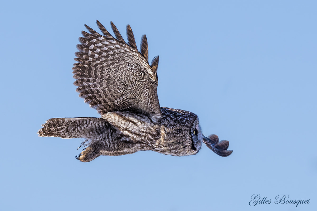 Nikon D810 + Nikon AF-S Nikkor 400mm F2.8G ED VR II sample photo. Great grey owl/chouette lapone photography