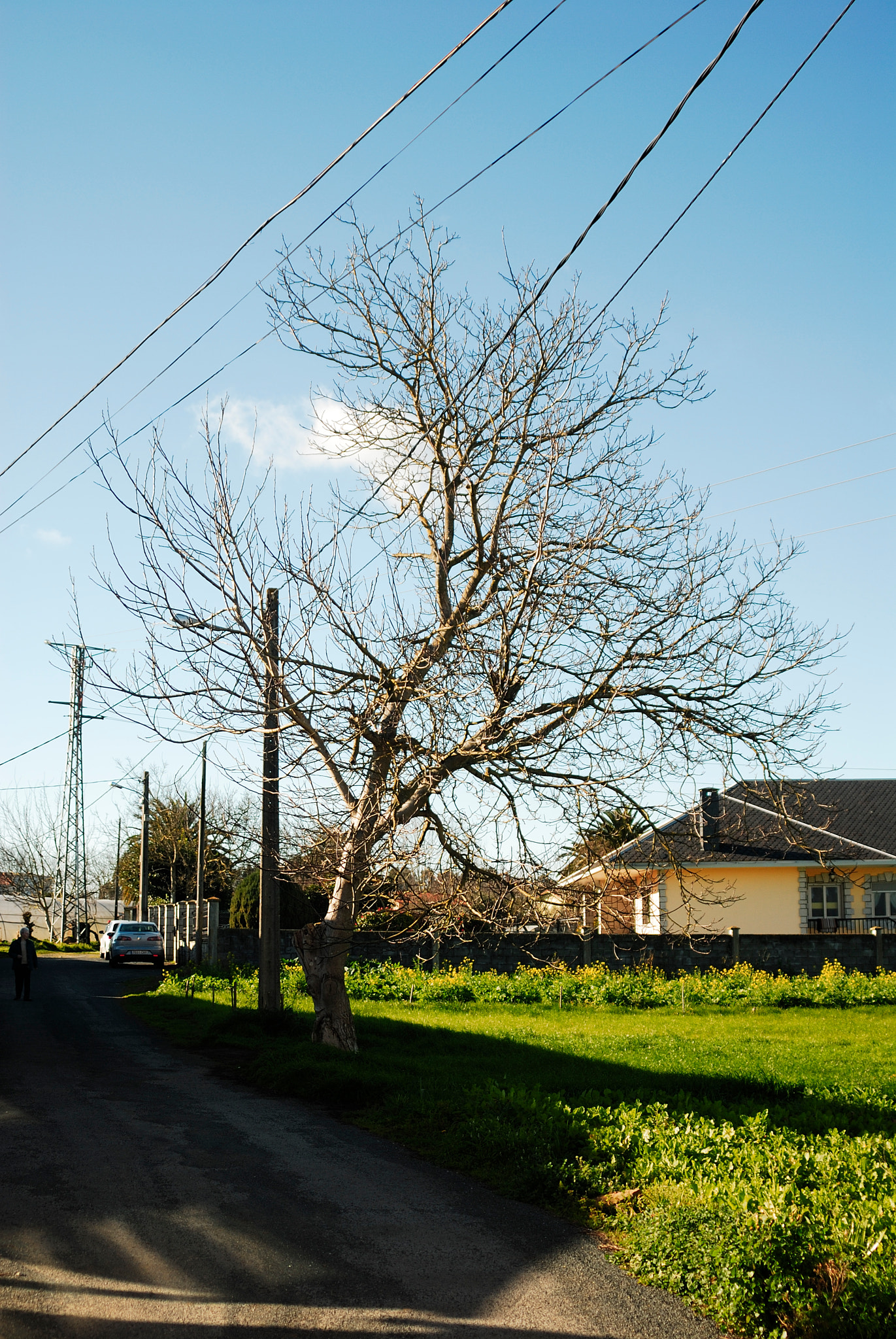 Nikon D200 sample photo. Árbol rural 1 photography