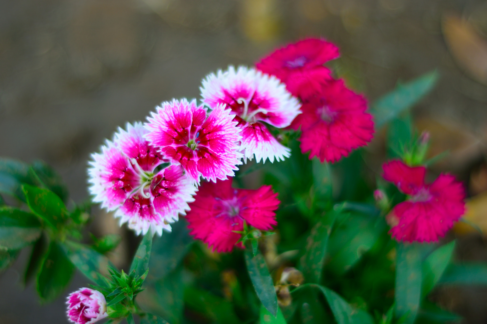 Nikon D3300 + Nikon AF Nikkor 50mm F1.8D sample photo. Flowers photography