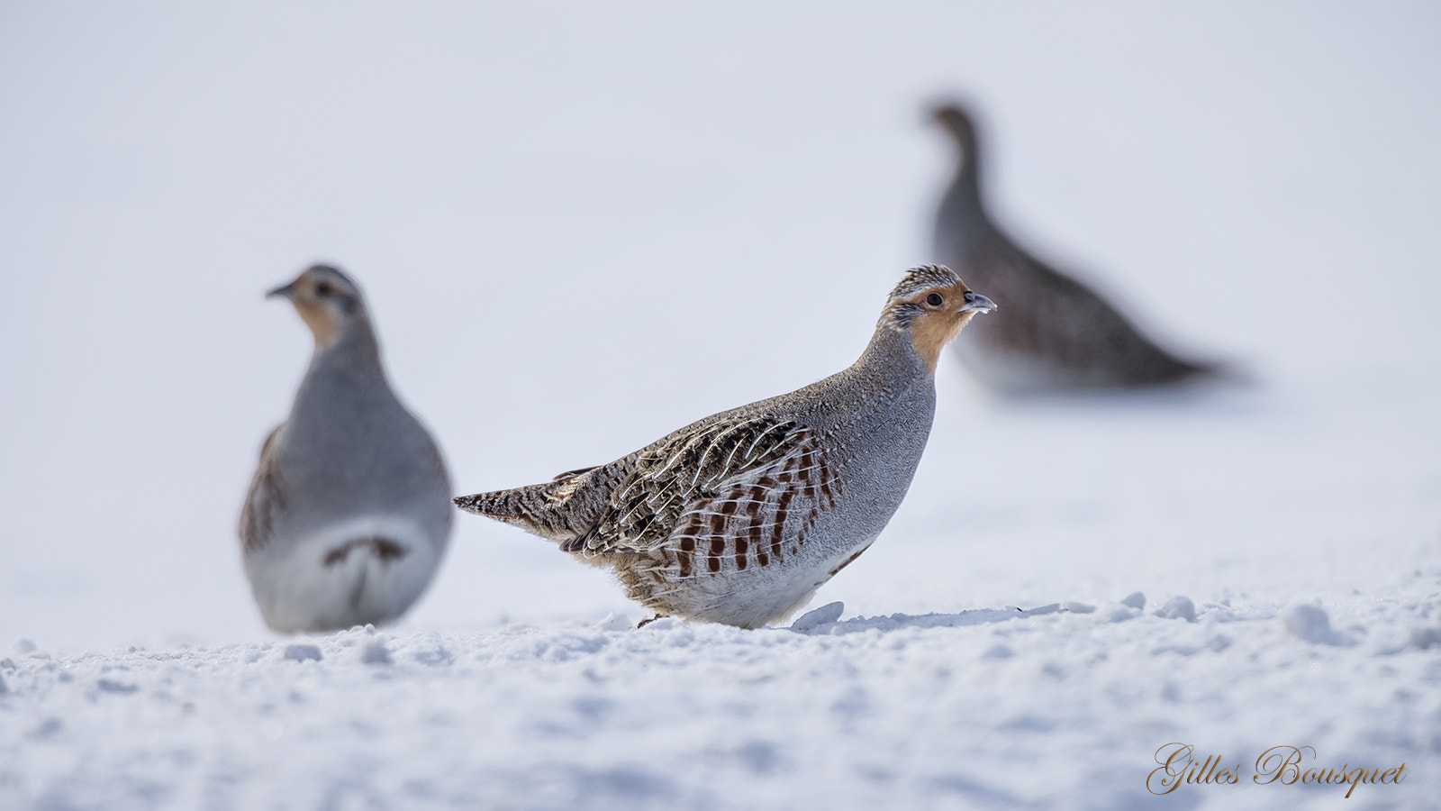 Nikon D810 sample photo. Gray partridge/perdrix grise photography