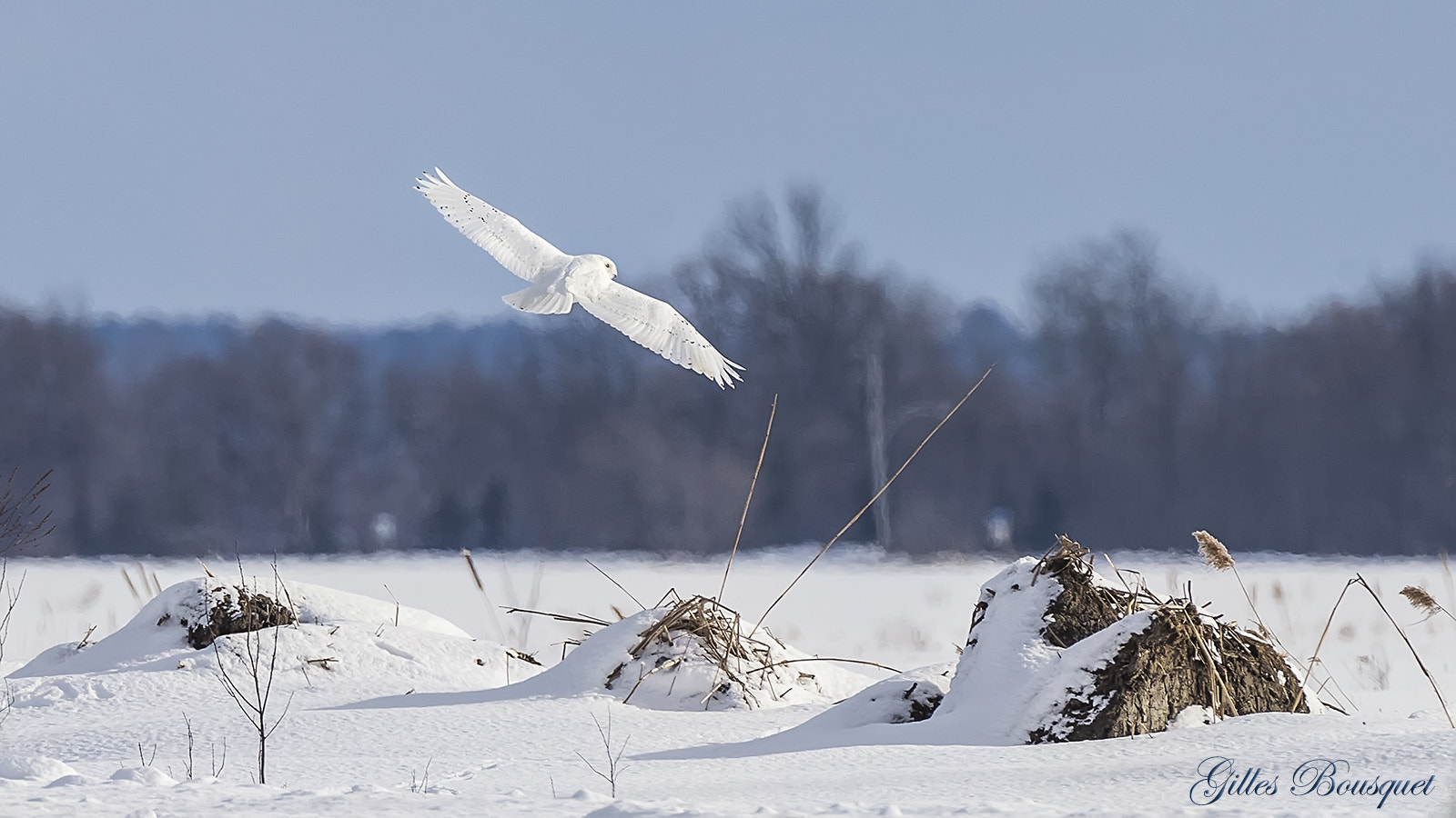 Nikon D810 sample photo. Snowy owl_male/harfang des neiges_mâle photography