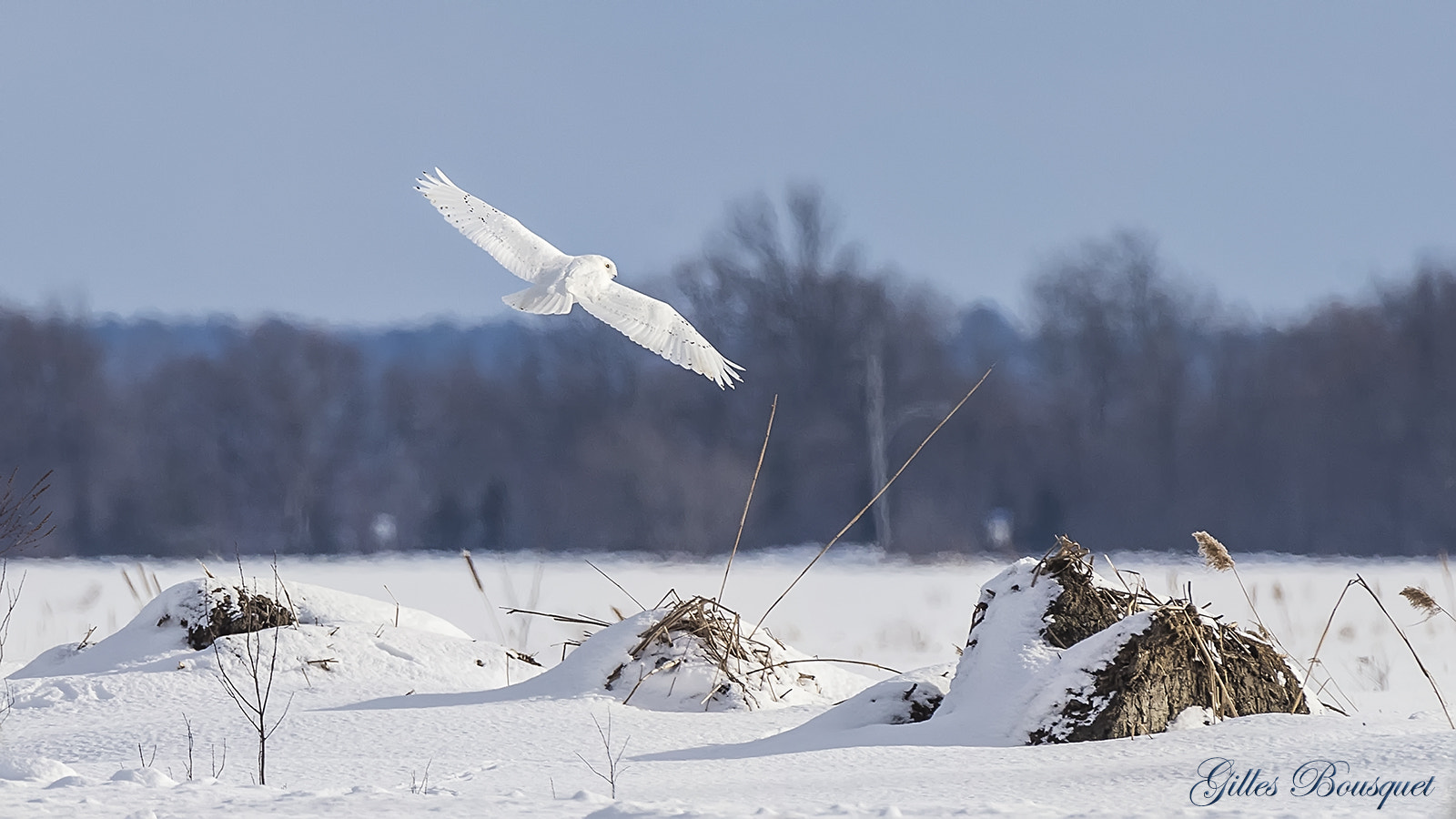 Nikon AF-S Nikkor 400mm F2.8G ED VR II sample photo. Snowy owl_male/harfang des neiges_mâle photography