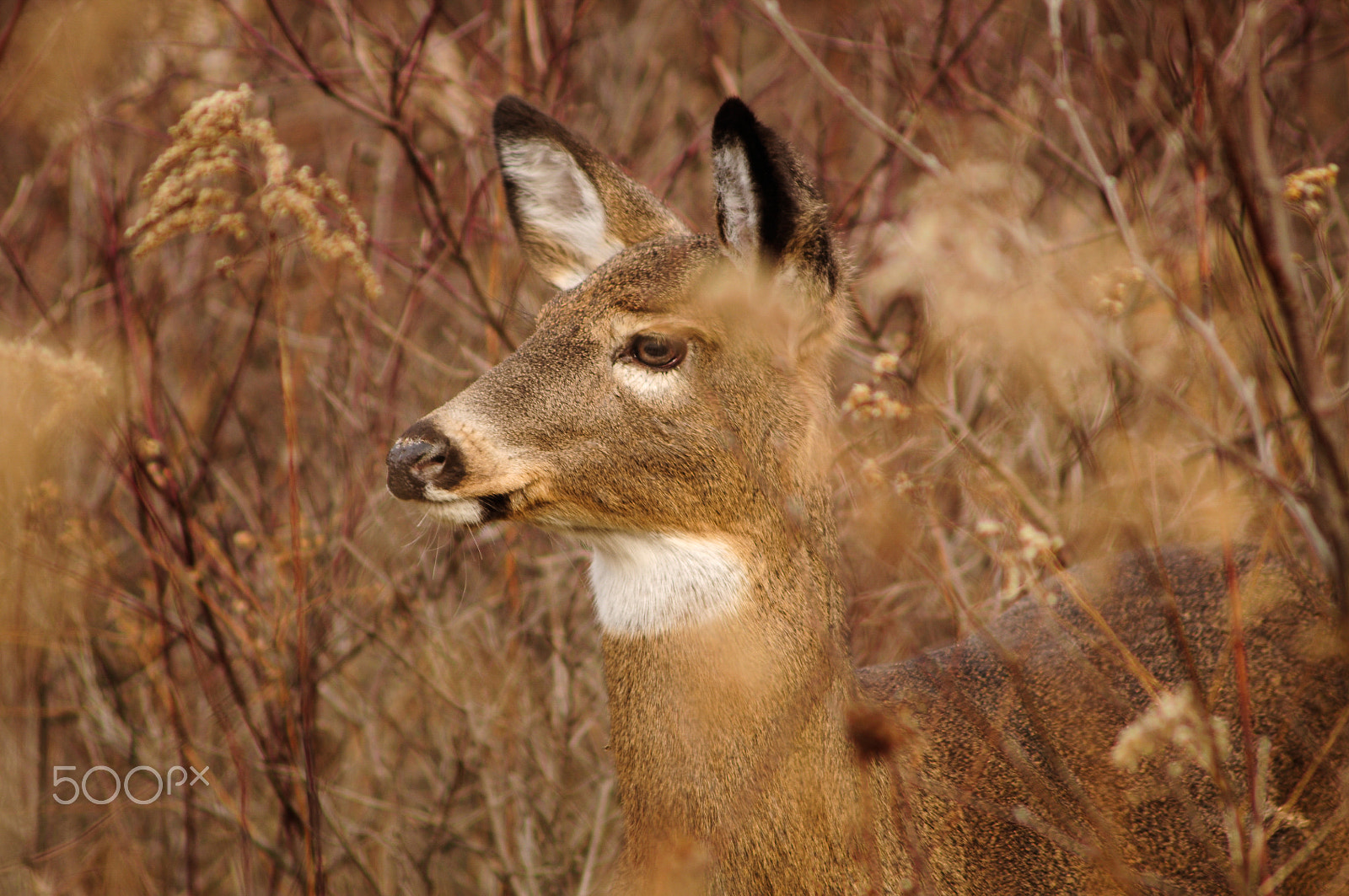 AF Zoom-Nikkor 75-300mm f/4.5-5.6 sample photo. Whitetail deer photography