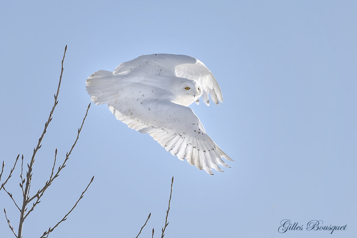 Nikon D810 sample photo. Snowy owl_male/harfang des neiges_mâle photography