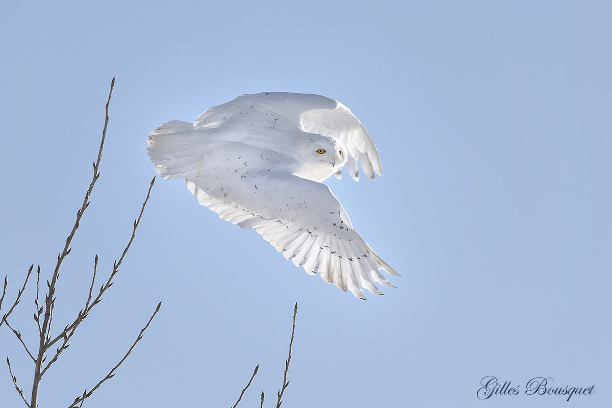 Nikon AF-S Nikkor 400mm F2.8G ED VR II sample photo. Snowy owl_male/harfang des neiges_mâle photography