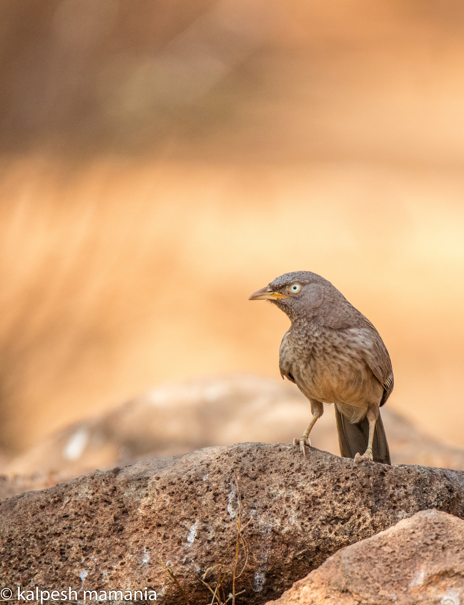 Tamron SP 150-600mm F5-6.3 Di VC USD sample photo. The jungle babbler.  photography
