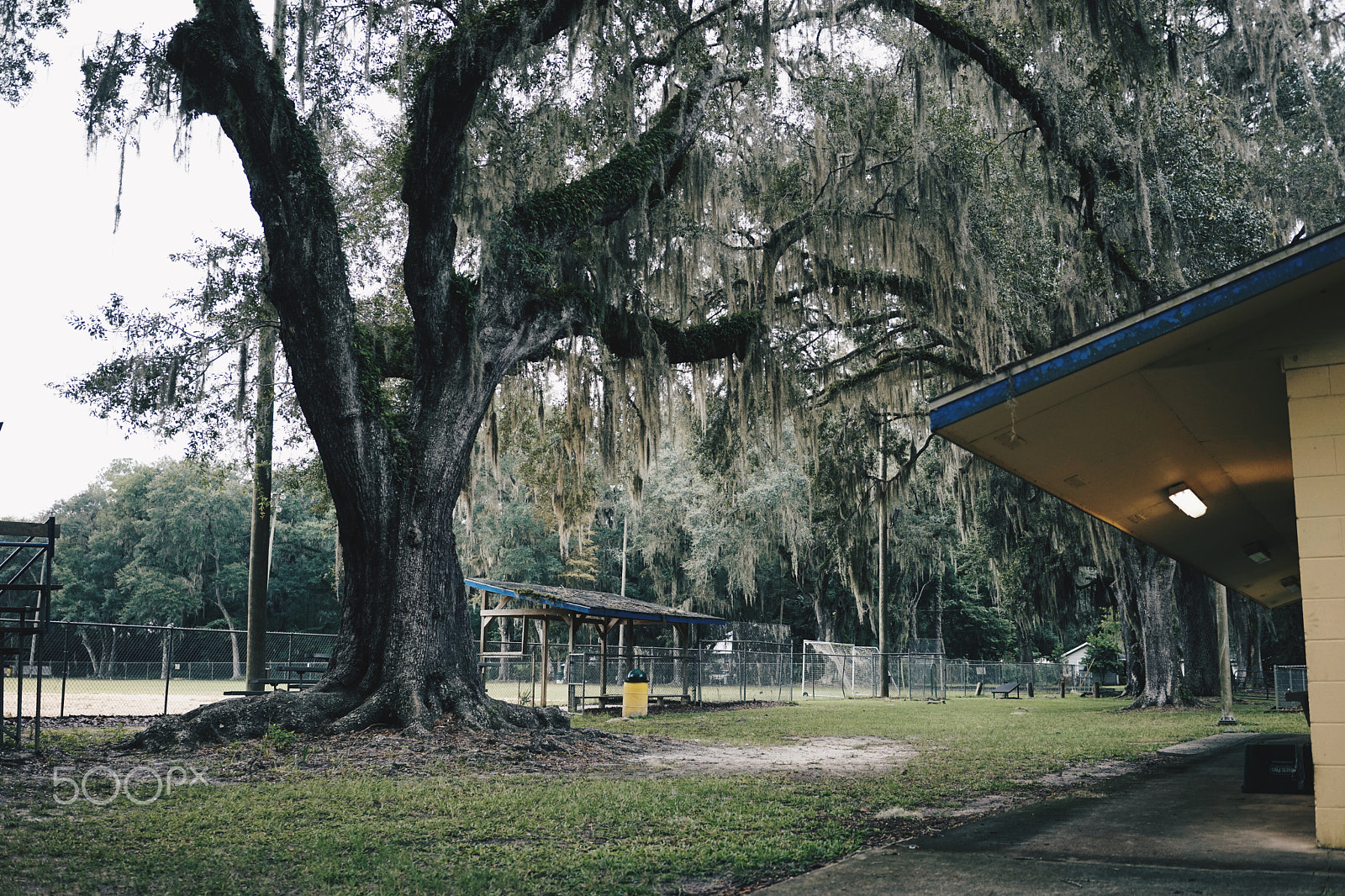 Sony a7 + Sony Sonnar T* FE 35mm F2.8 ZA sample photo. Micanopy photography