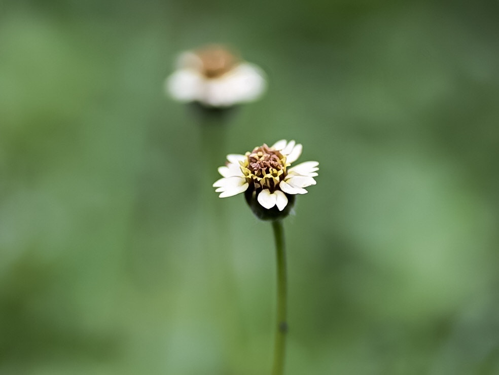 Canon EOS 100D (EOS Rebel SL1 / EOS Kiss X7) + Tamron SP AF 90mm F2.8 Di Macro sample photo. Just flower photography