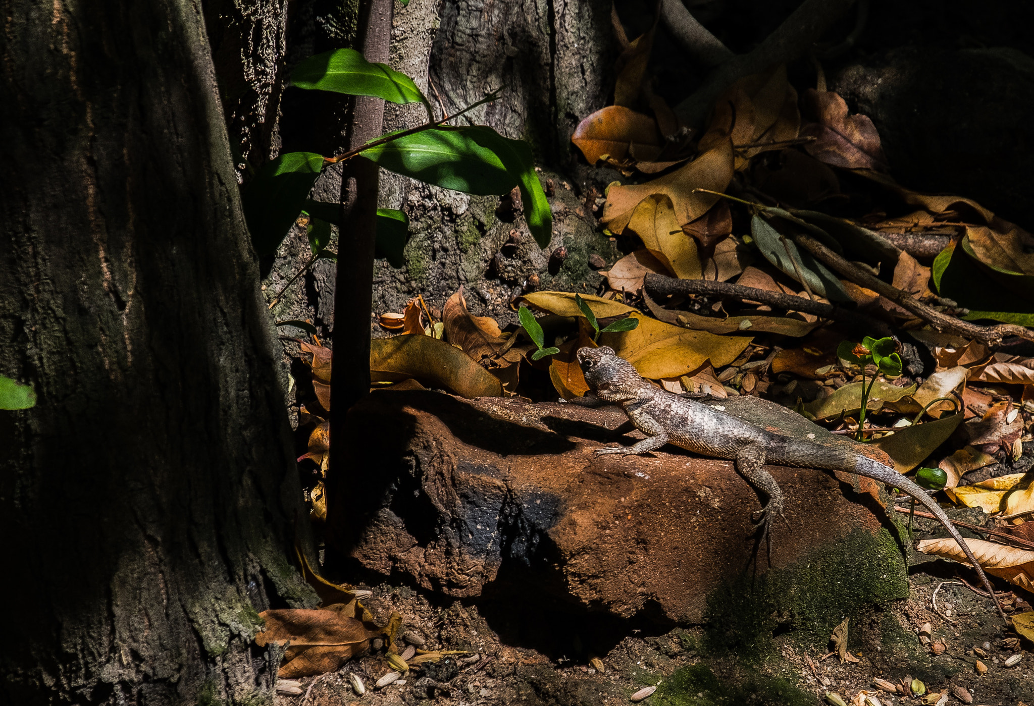 Fujifilm X-T2 + Fujifilm XF 18-135mm F3.5-5.6 R LM OIS WR sample photo. Lizard photography