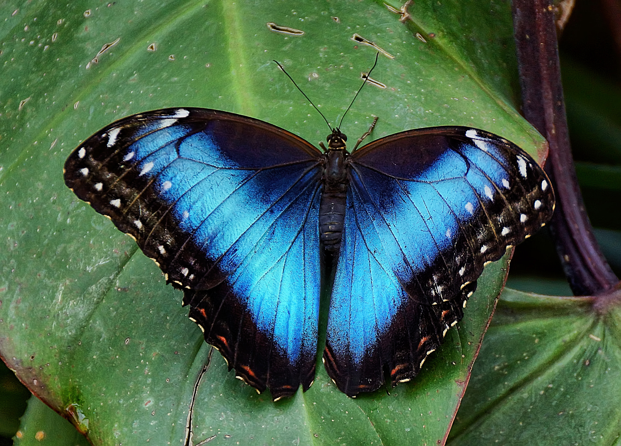 Sony SLT-A77 sample photo. Blue morpho (morpho peleides), costa rica photography